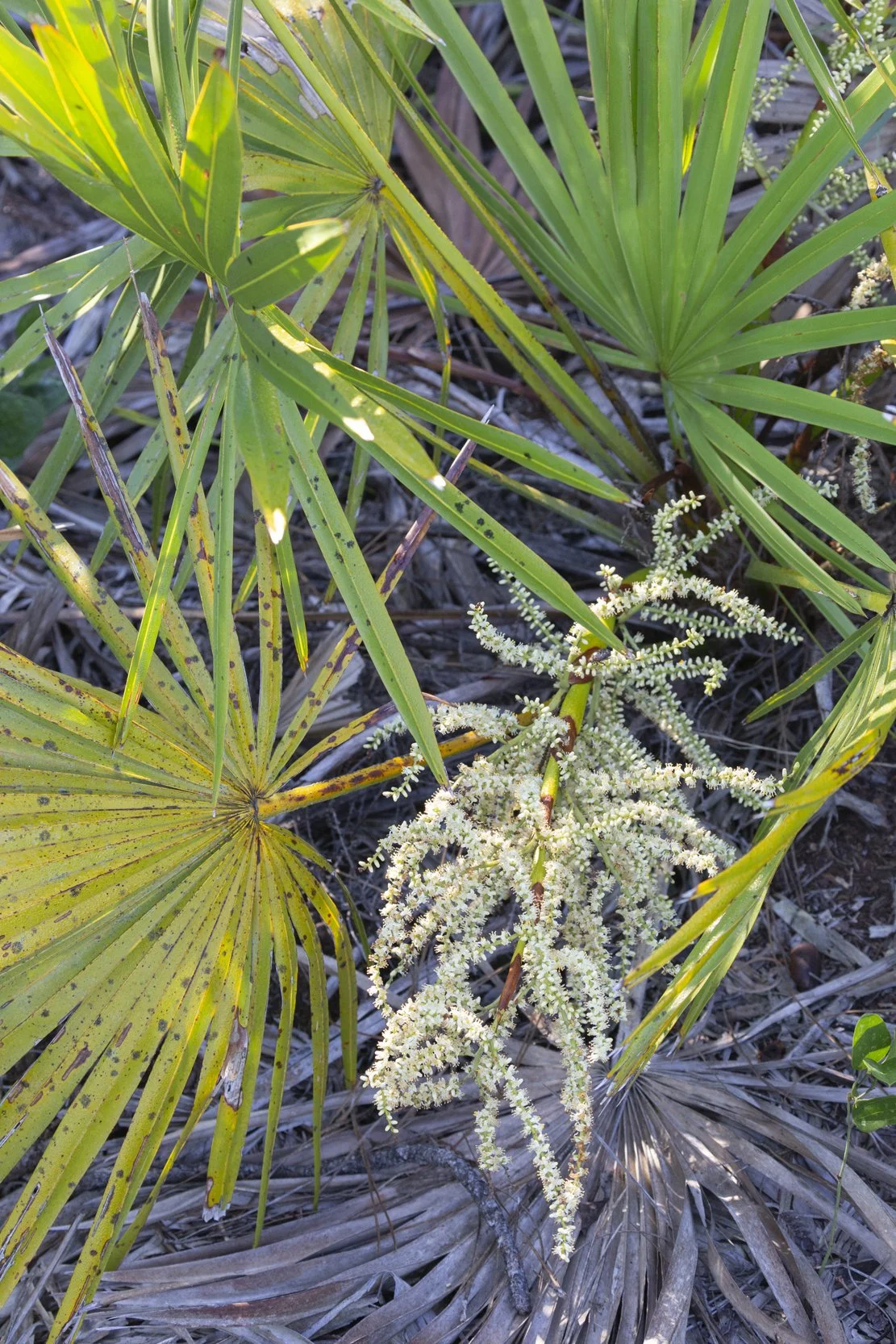 Saw Palmetto (Serenoa repens)