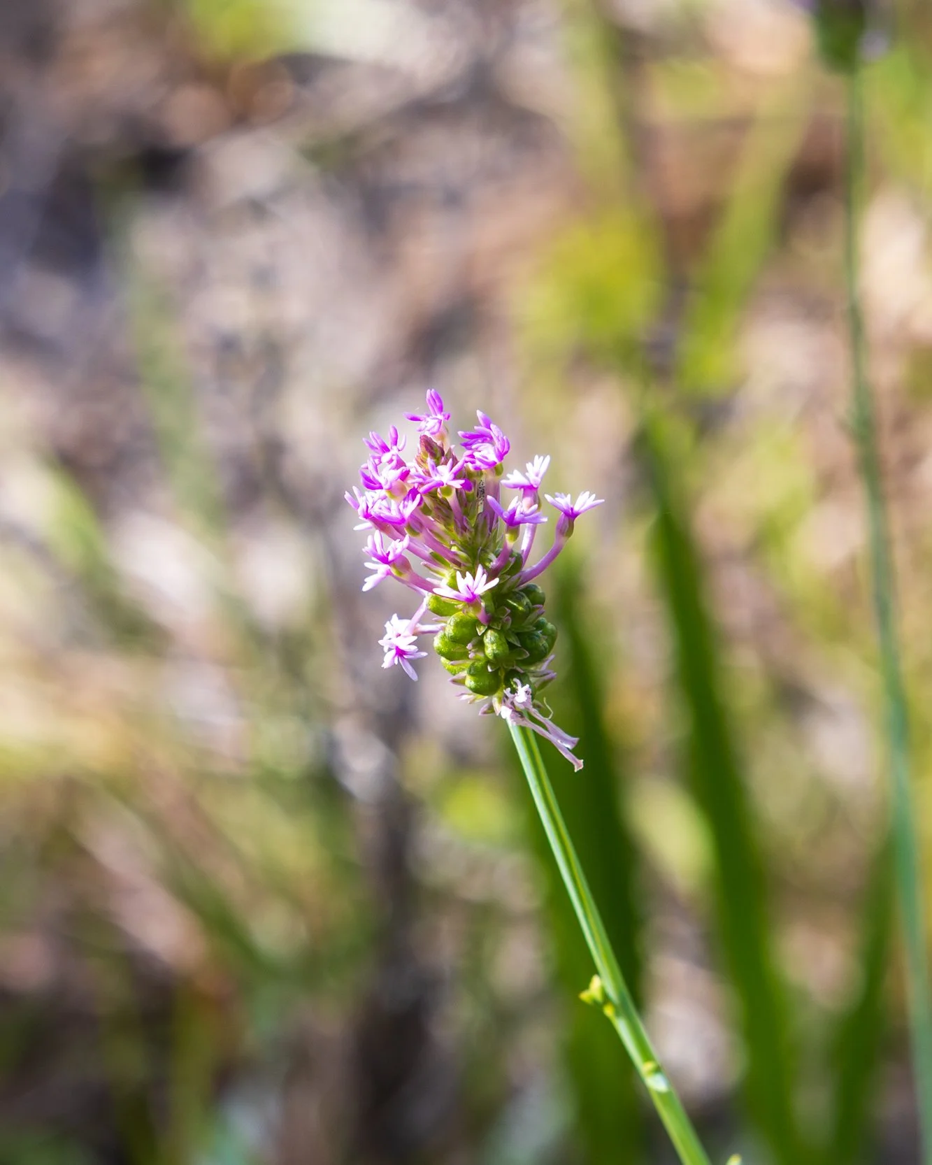 Pink Milkwort (Senega incarnata)