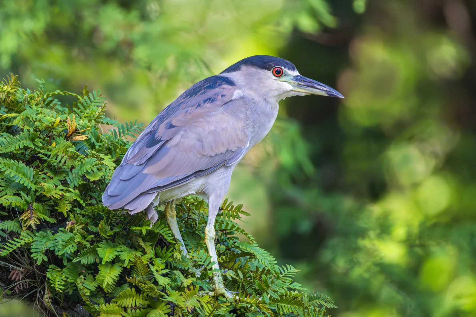 Black-crowned Night Heron