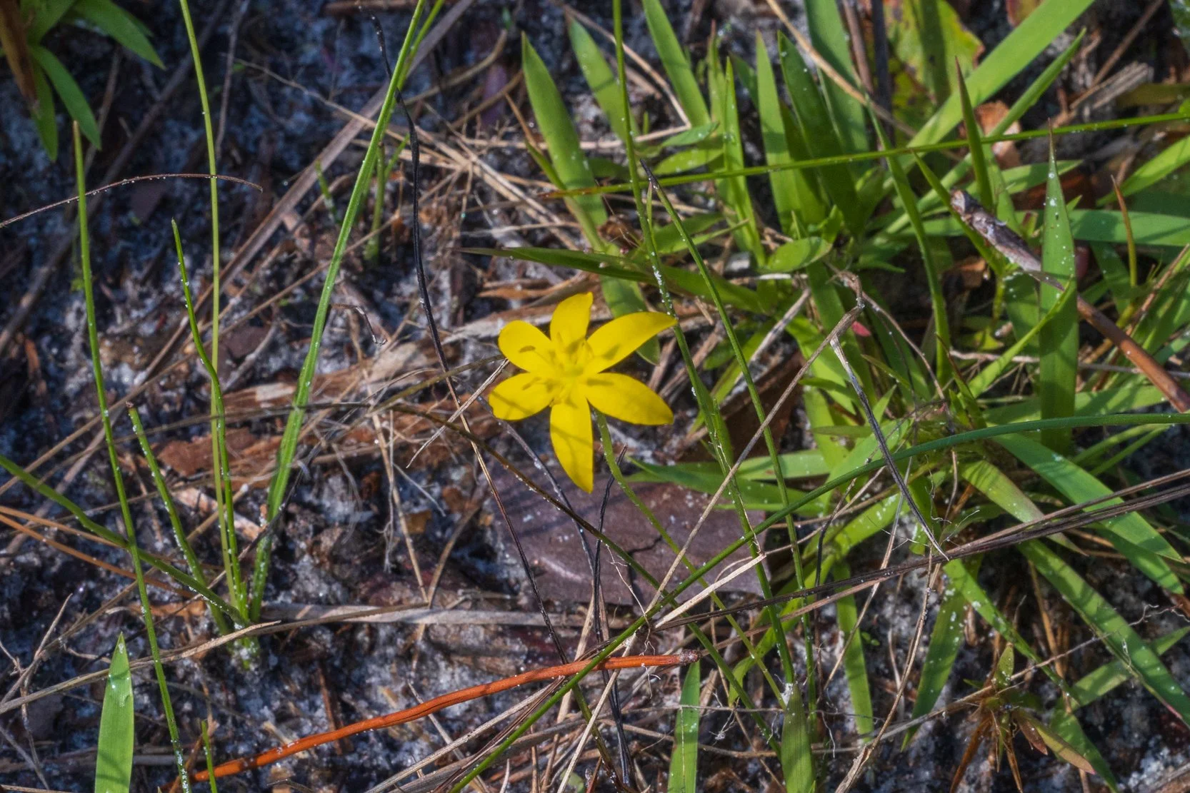 Grassleaf yellow stargrass (Hypoxis juncea)