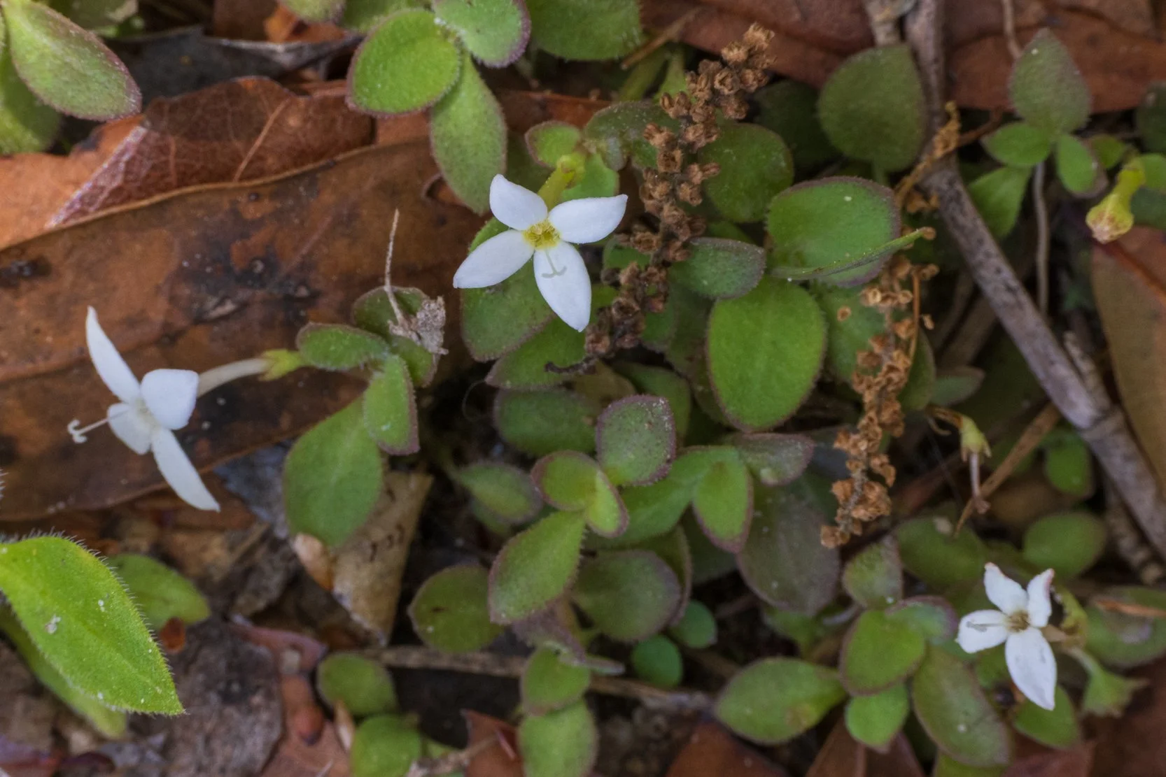 Roundleaf Bluet (Houstonia procumbens)