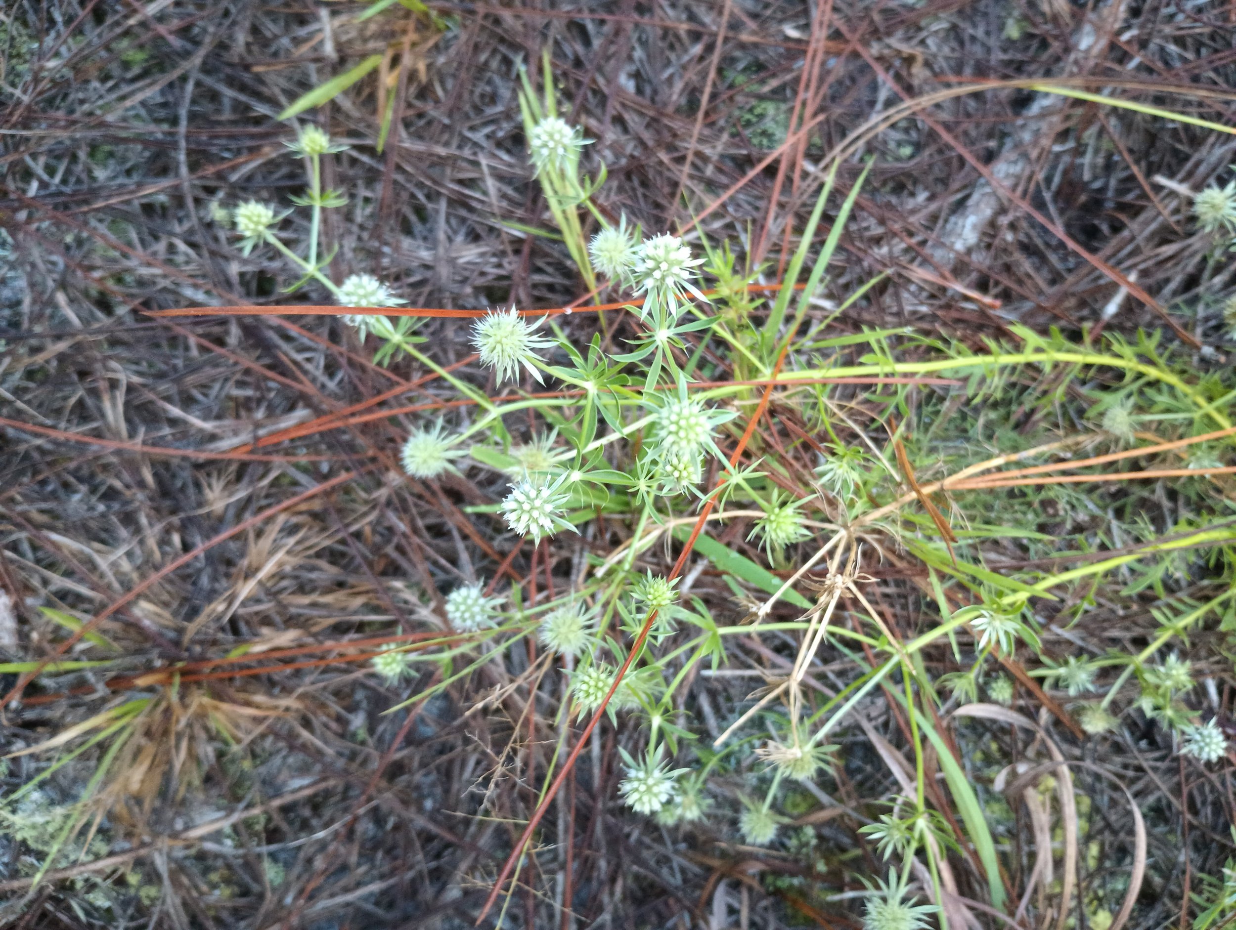 Fragrant Eryngo (Eryngium aromaticum)