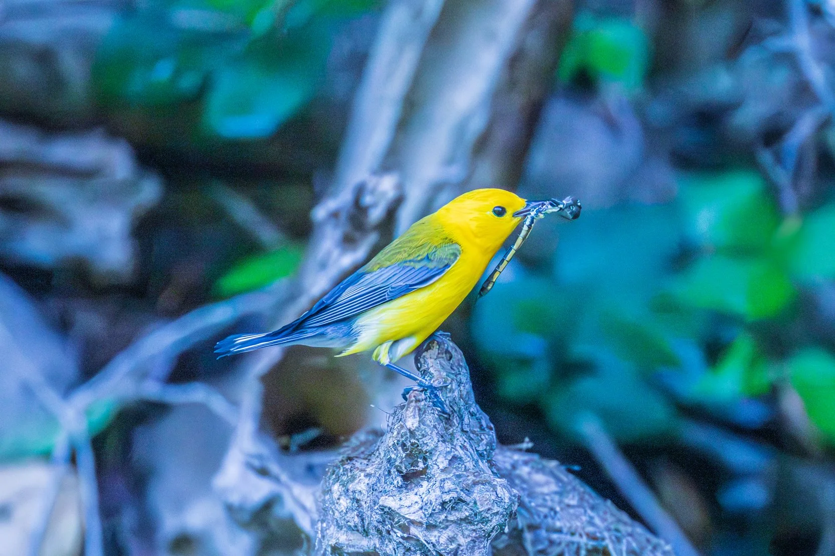 Prothonotary Warbler