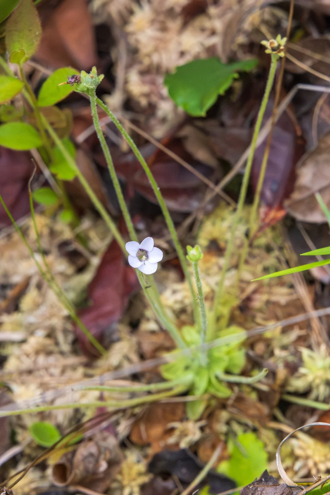 Small Butterwort (Pinguicula pumila)