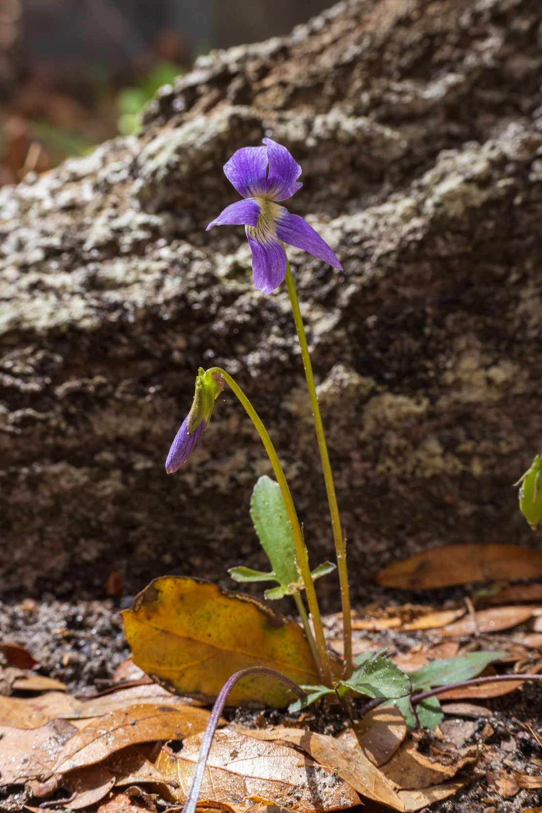 Southern Coastal Violet (Viola septemloba)