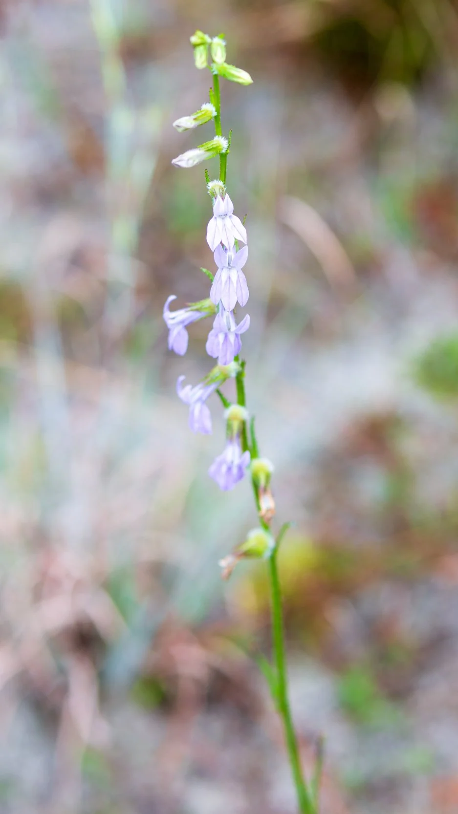 Glade lobelia (Lobelia glandulosa)