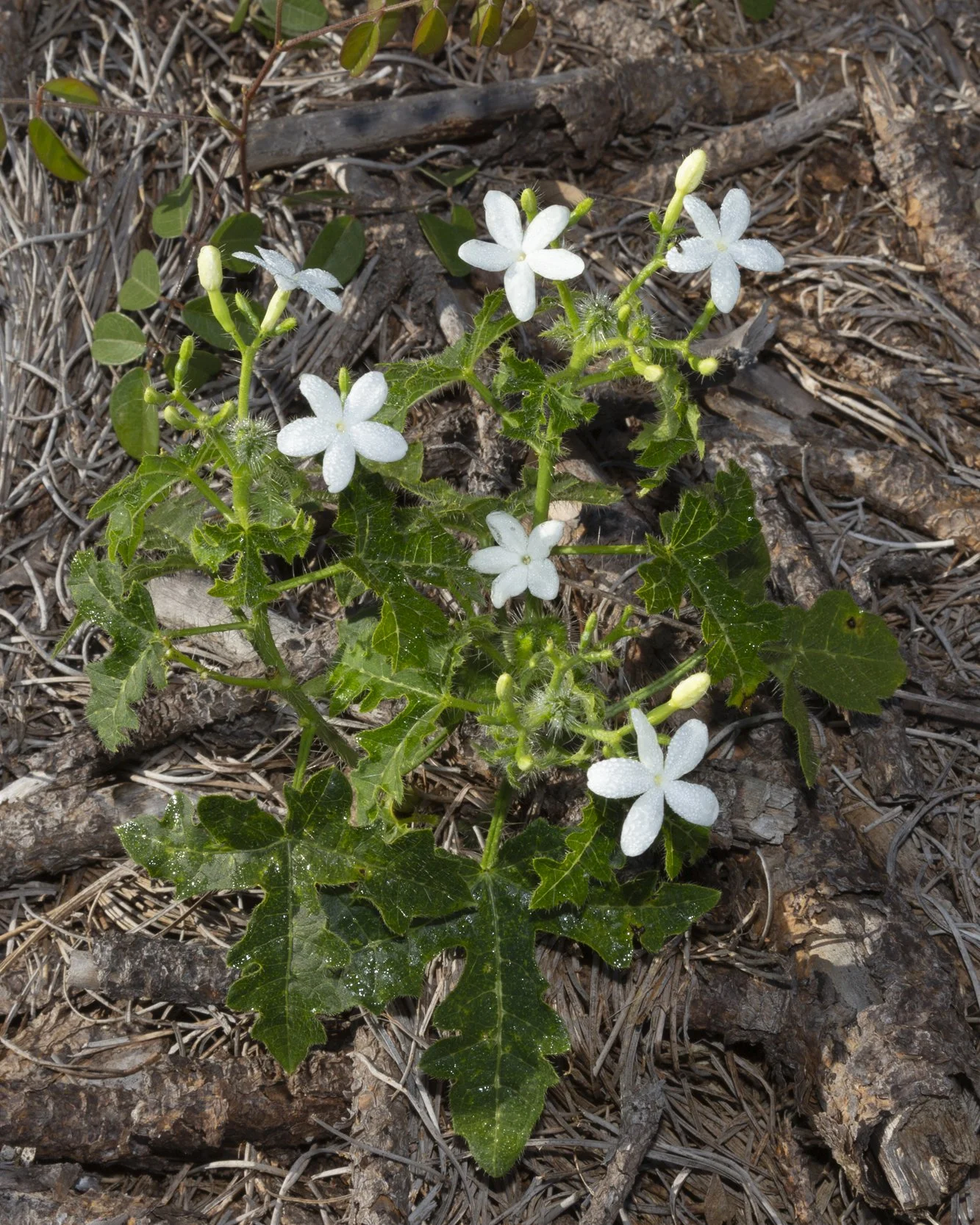 Tread Softly (Cnidoscolus stimulosus)