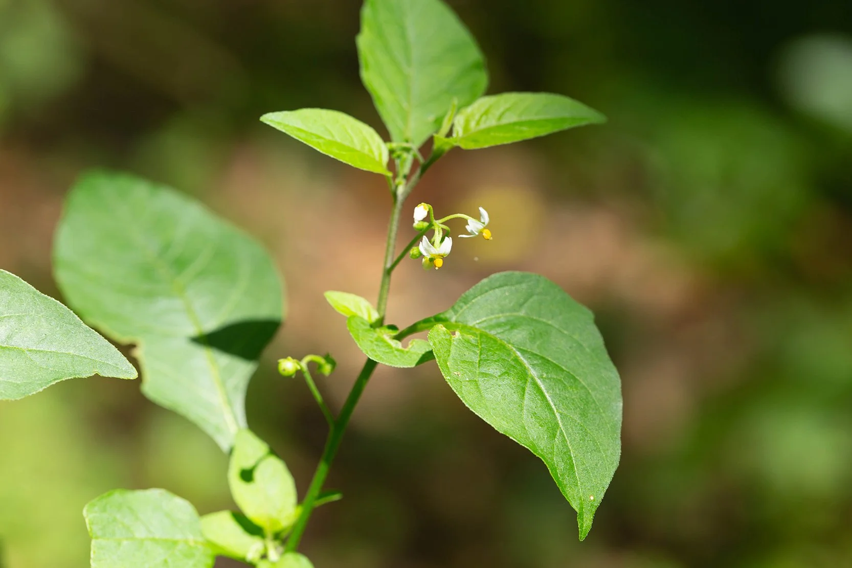 Common nightshade (Solanum americanum)