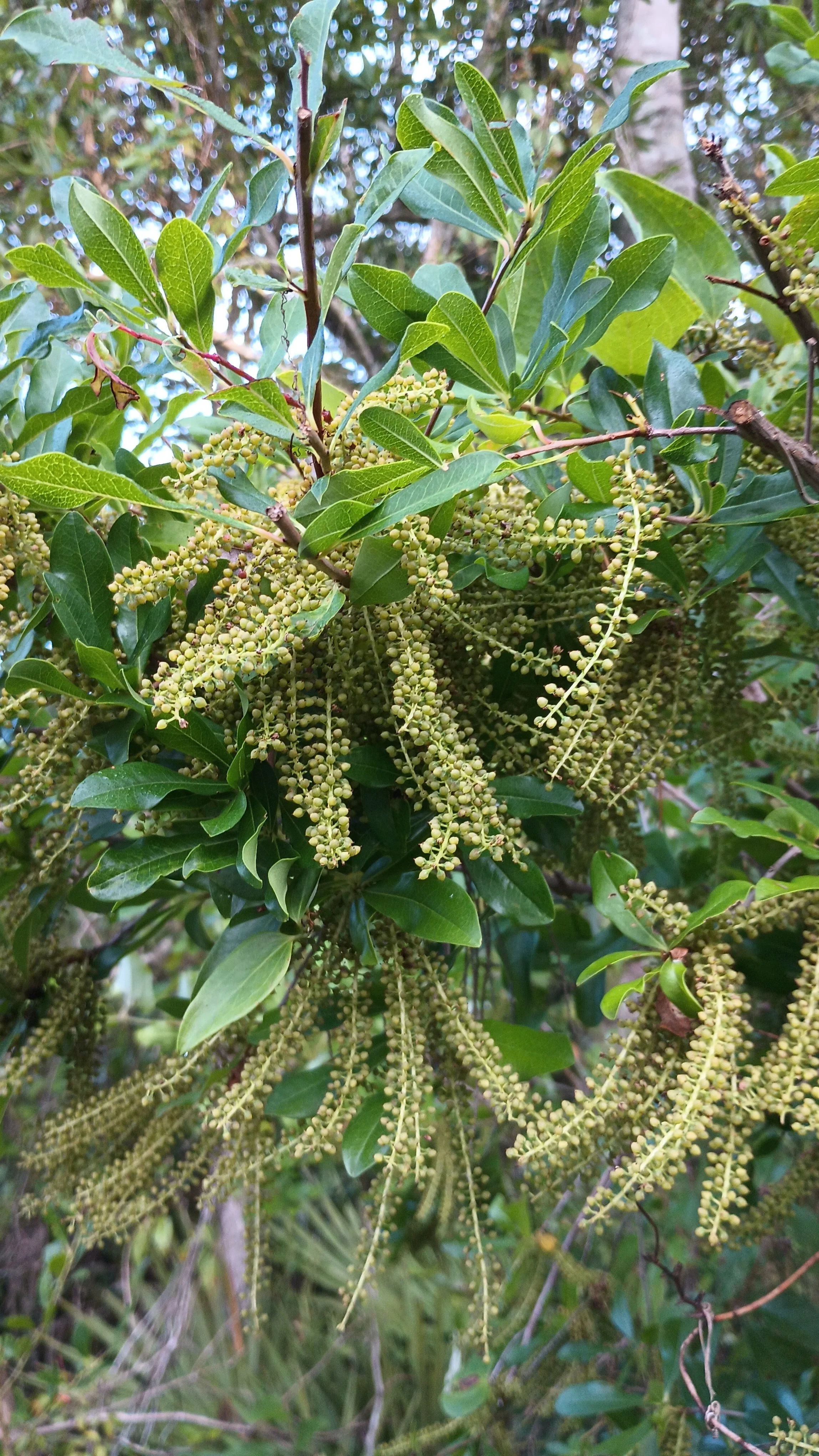 White titi (Cyrilla racemiflora)