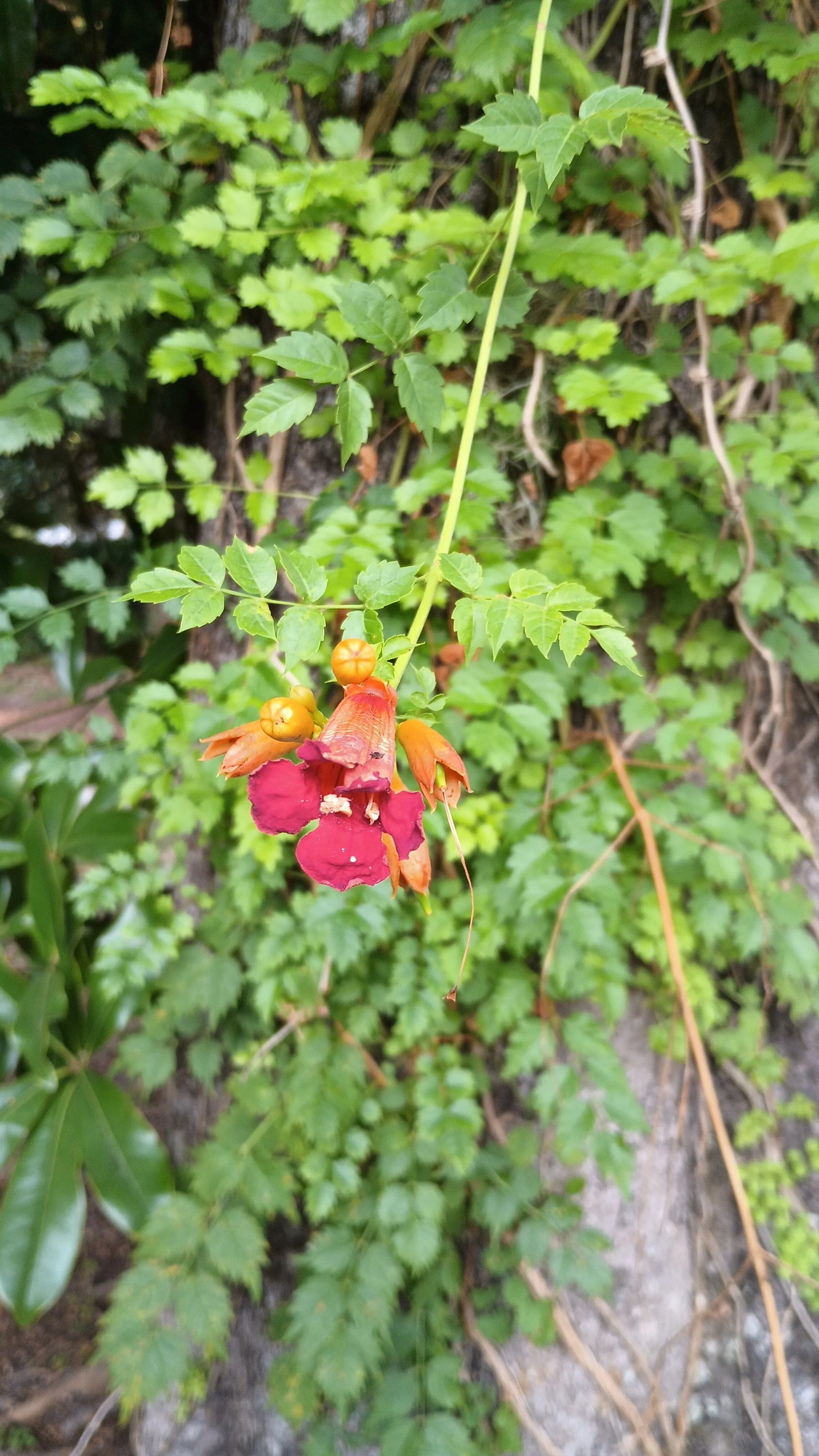 Trumpet creeper (Campsis radicans)