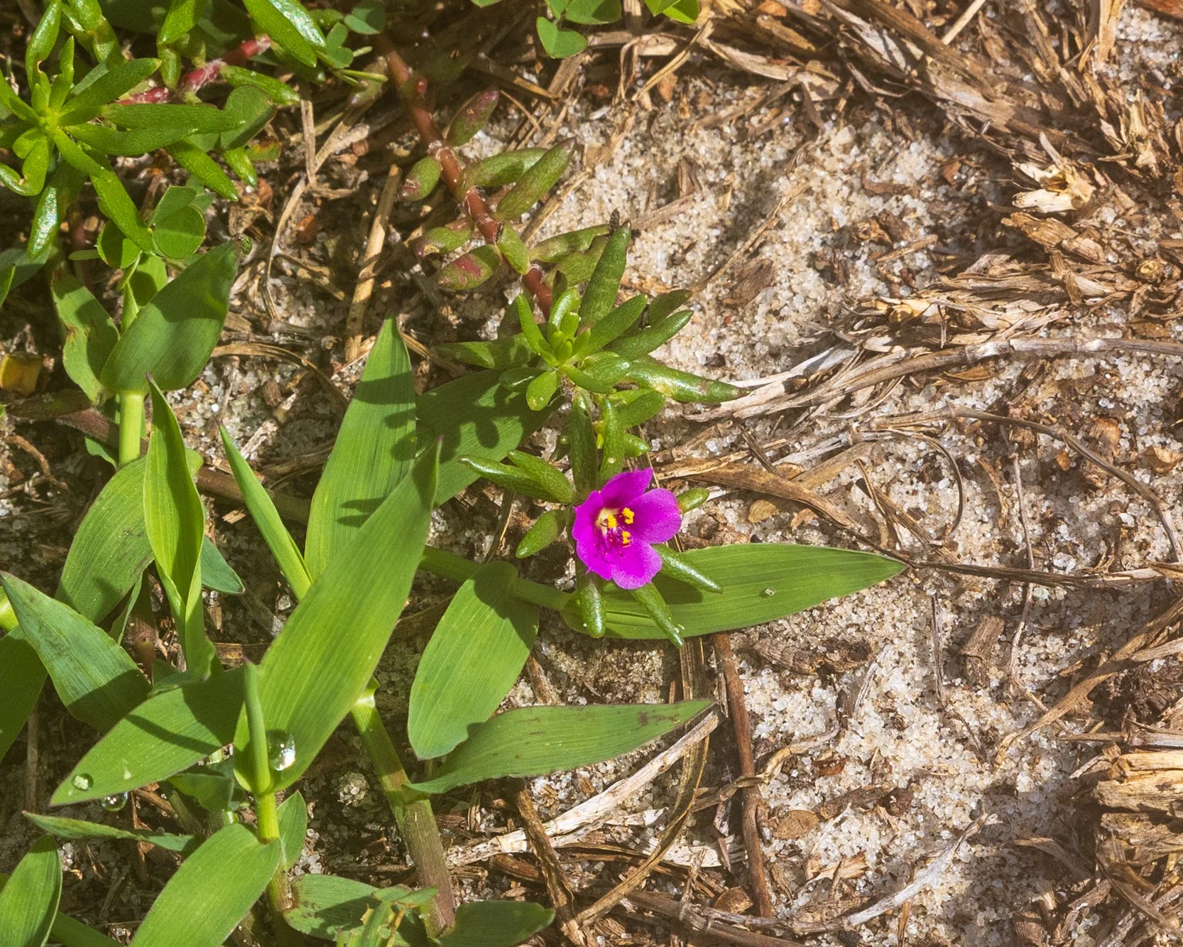 Pink purslane (Portulaca pilosa)