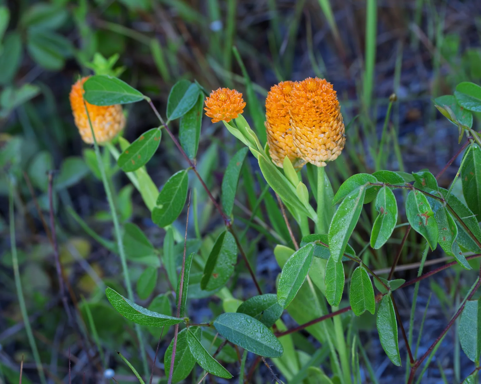 Orange milkwort (Senega lutea)