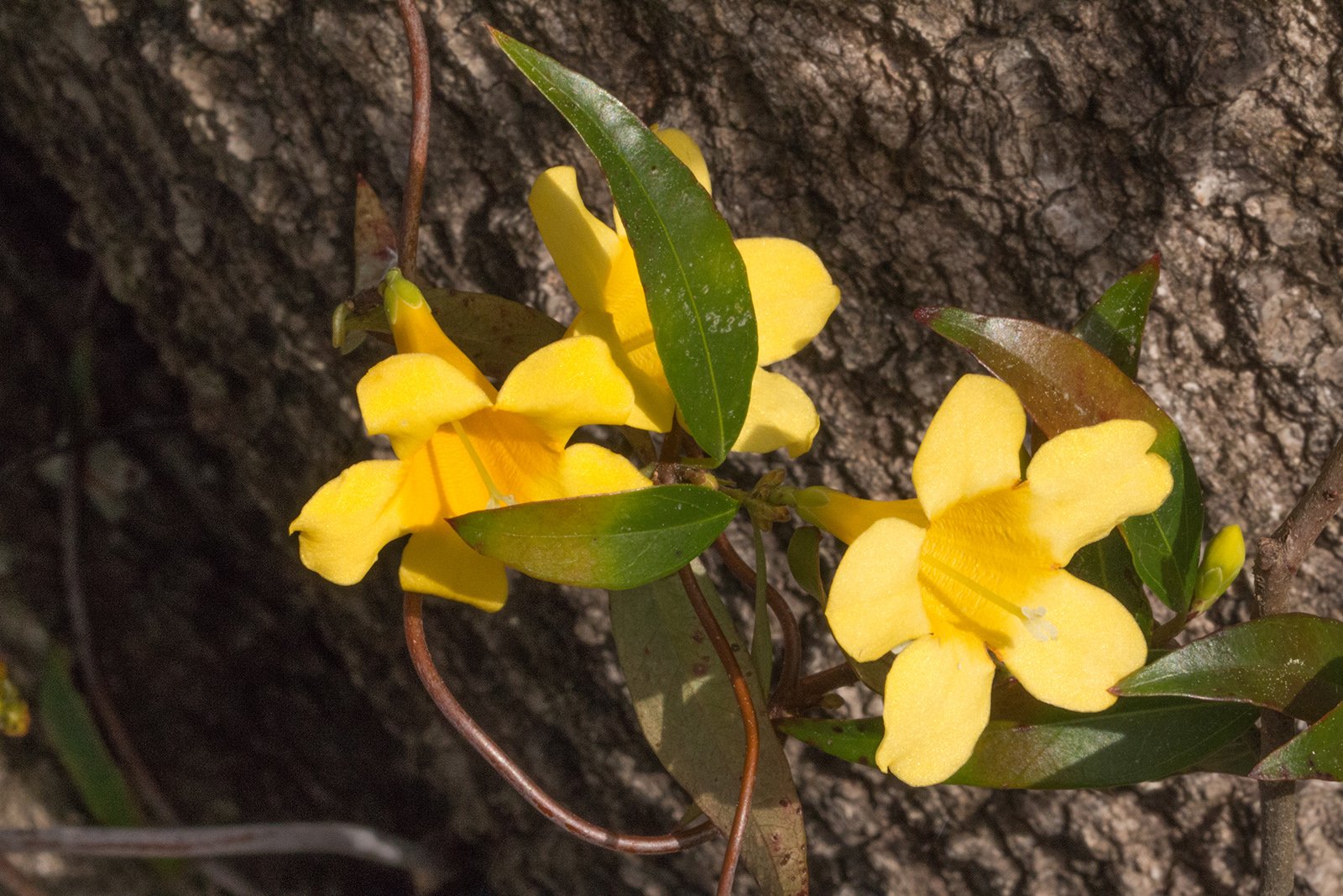 Yellow jessamine (Gelsemium sempervirens)