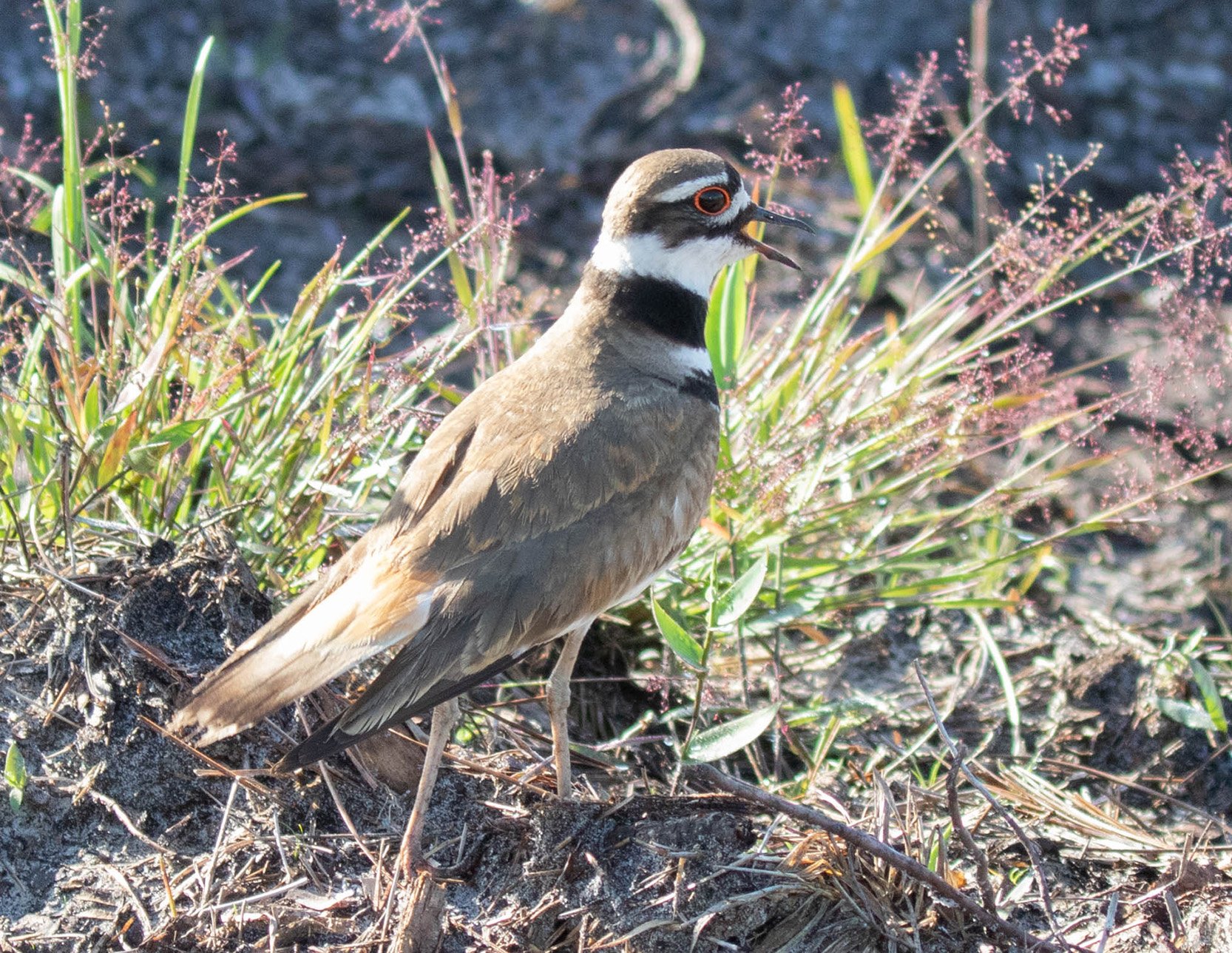 Killdeer