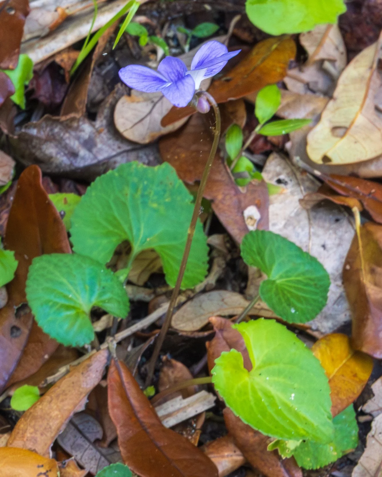 Florida Violet (Viola floridana)