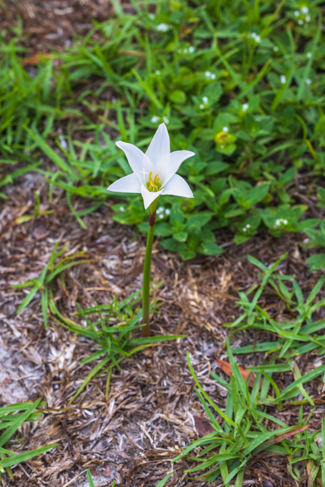 Atamasco-lily (Zephyranthes atamasca)