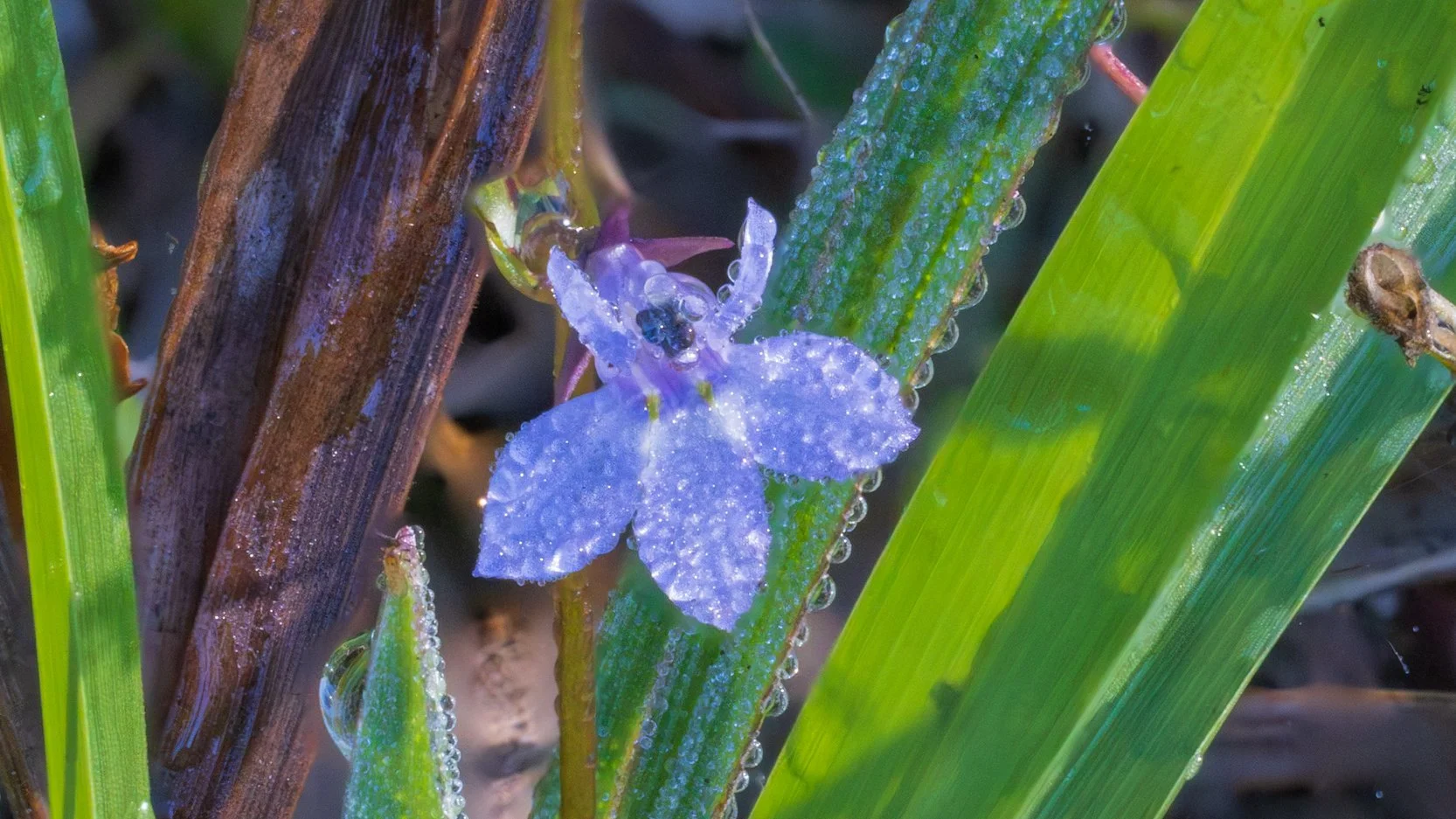 Bay Lobelia (Lobelia feayana)