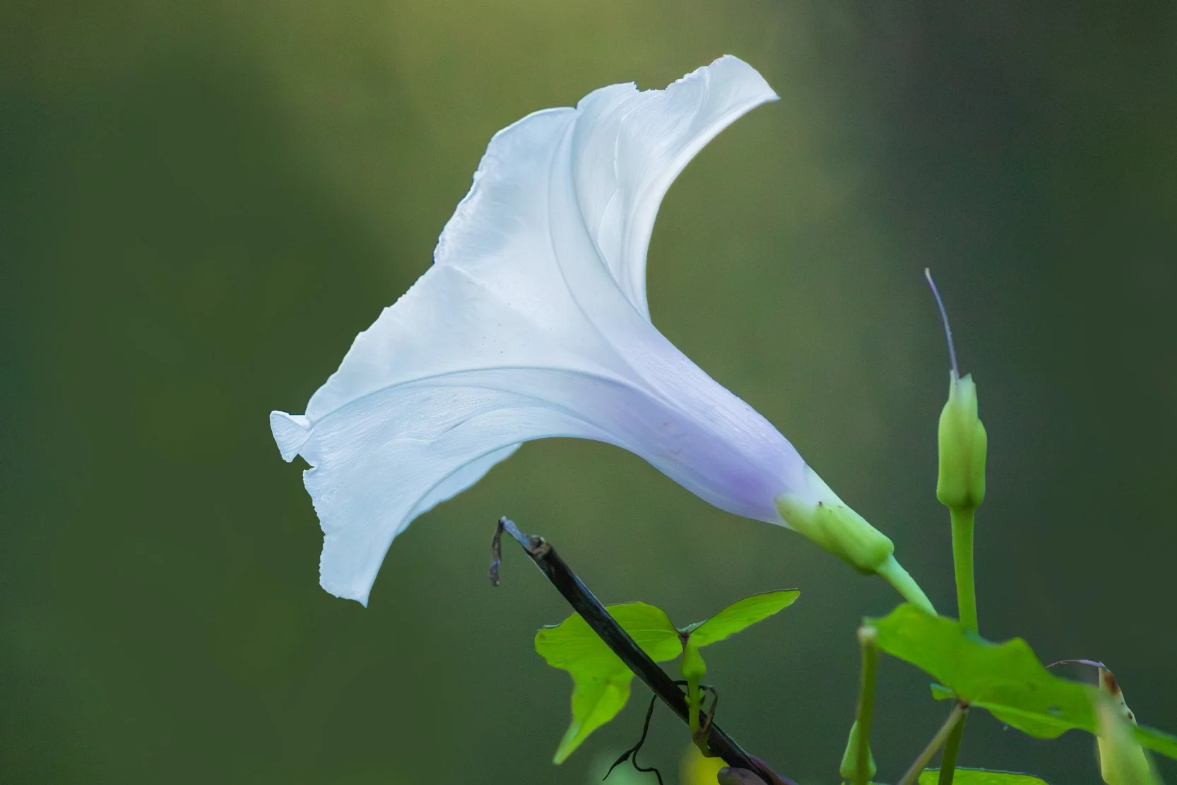 Wild Potato Vine (Ipomoea pandurata)