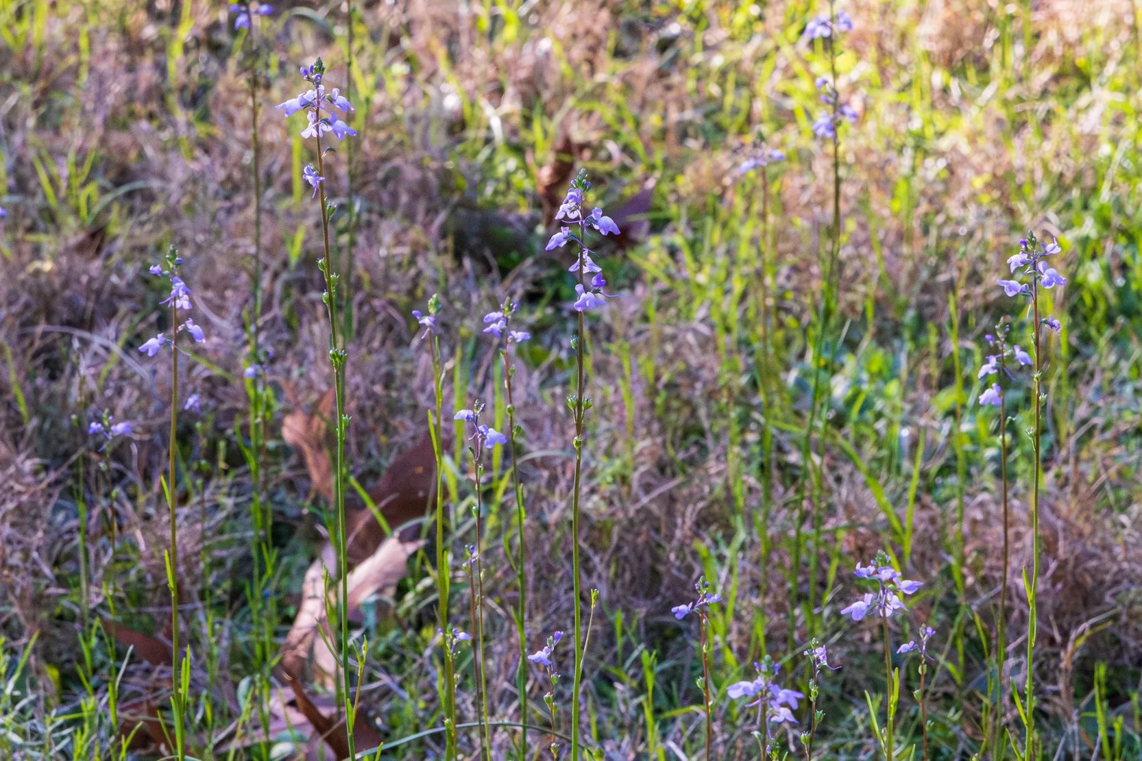 Canada Toadflax (Linaria canadensis)