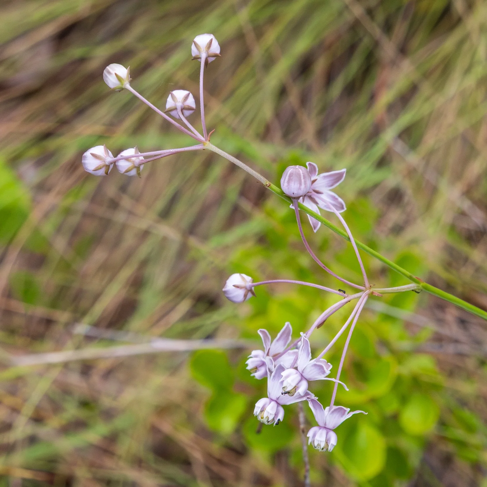 Carolina Milkweed (Asclepias cinerea)