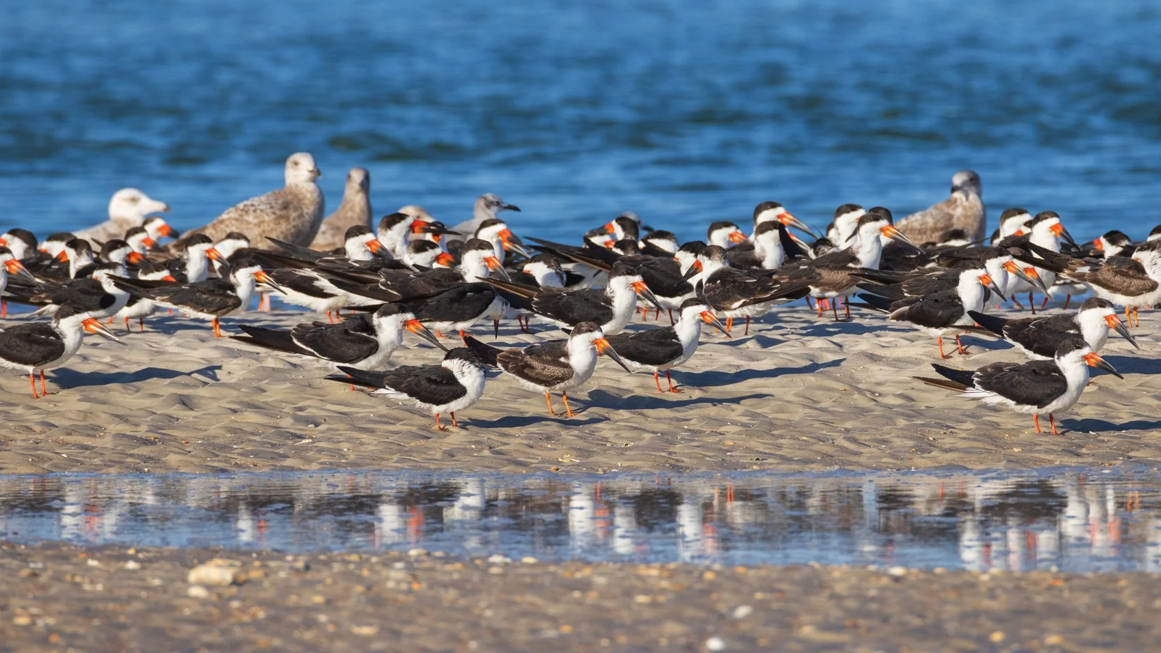 Black Skimmers