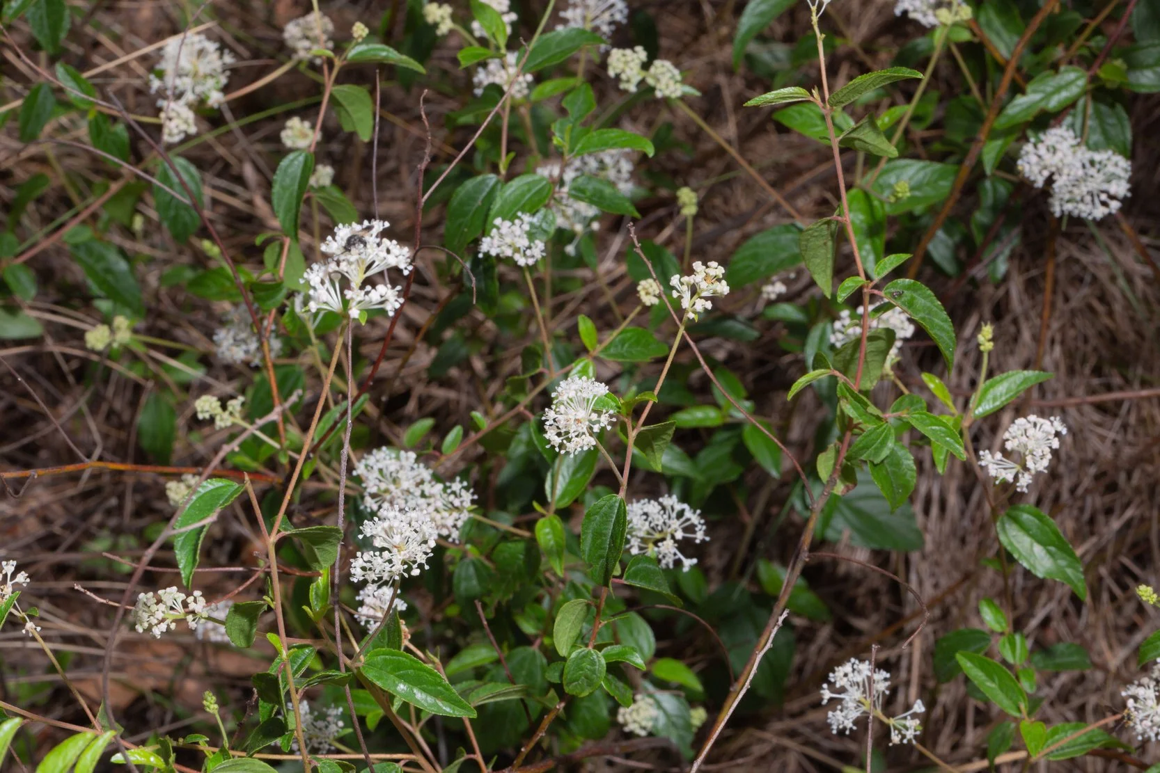 New Jersey Tea (Ceanothus americanus)