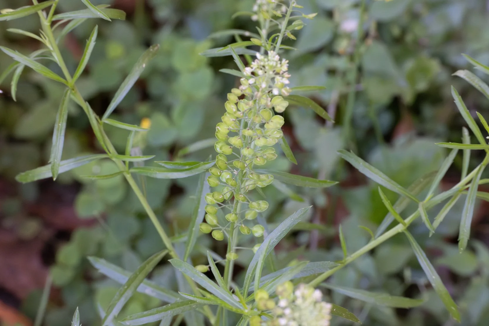 Virginia Pepperweed (Lepidium virginicum)