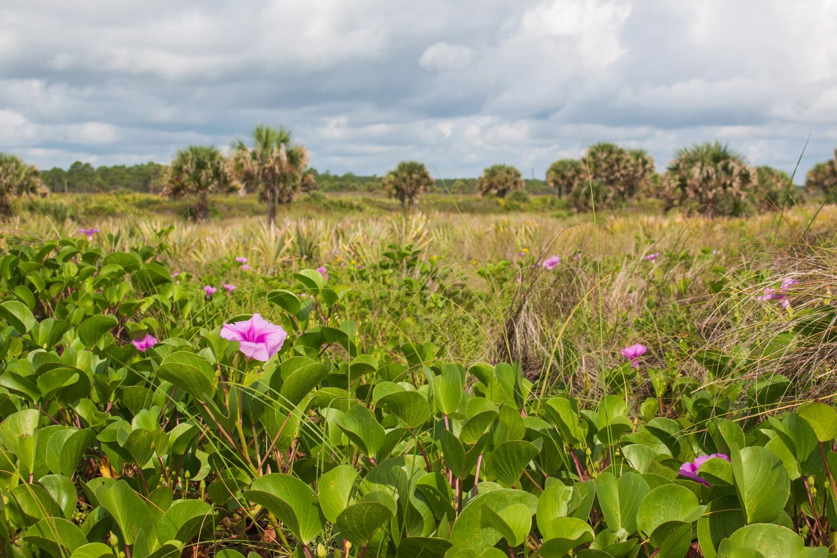 Railroad-vine (Ipomoea pes-caprae)