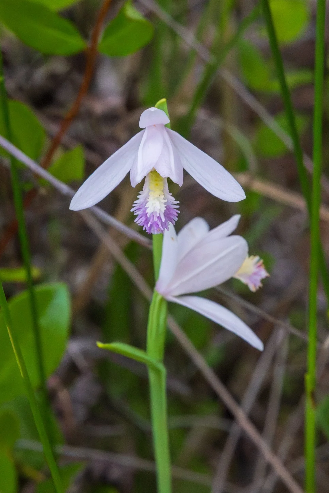 Rose Pogonia (Pogonia ophioglossoides)