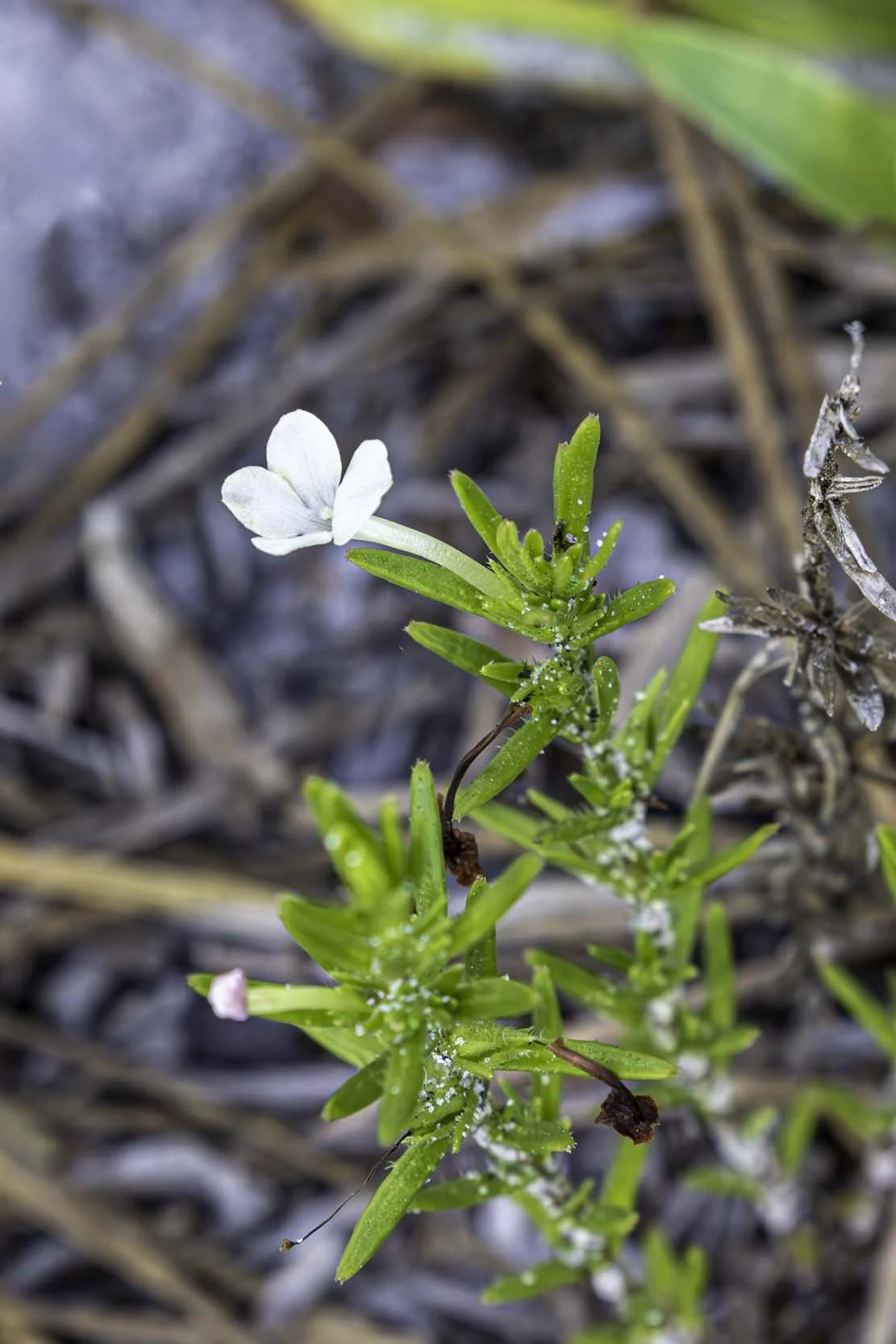 Rough hedgehyssop (Sophronanthe hispida)