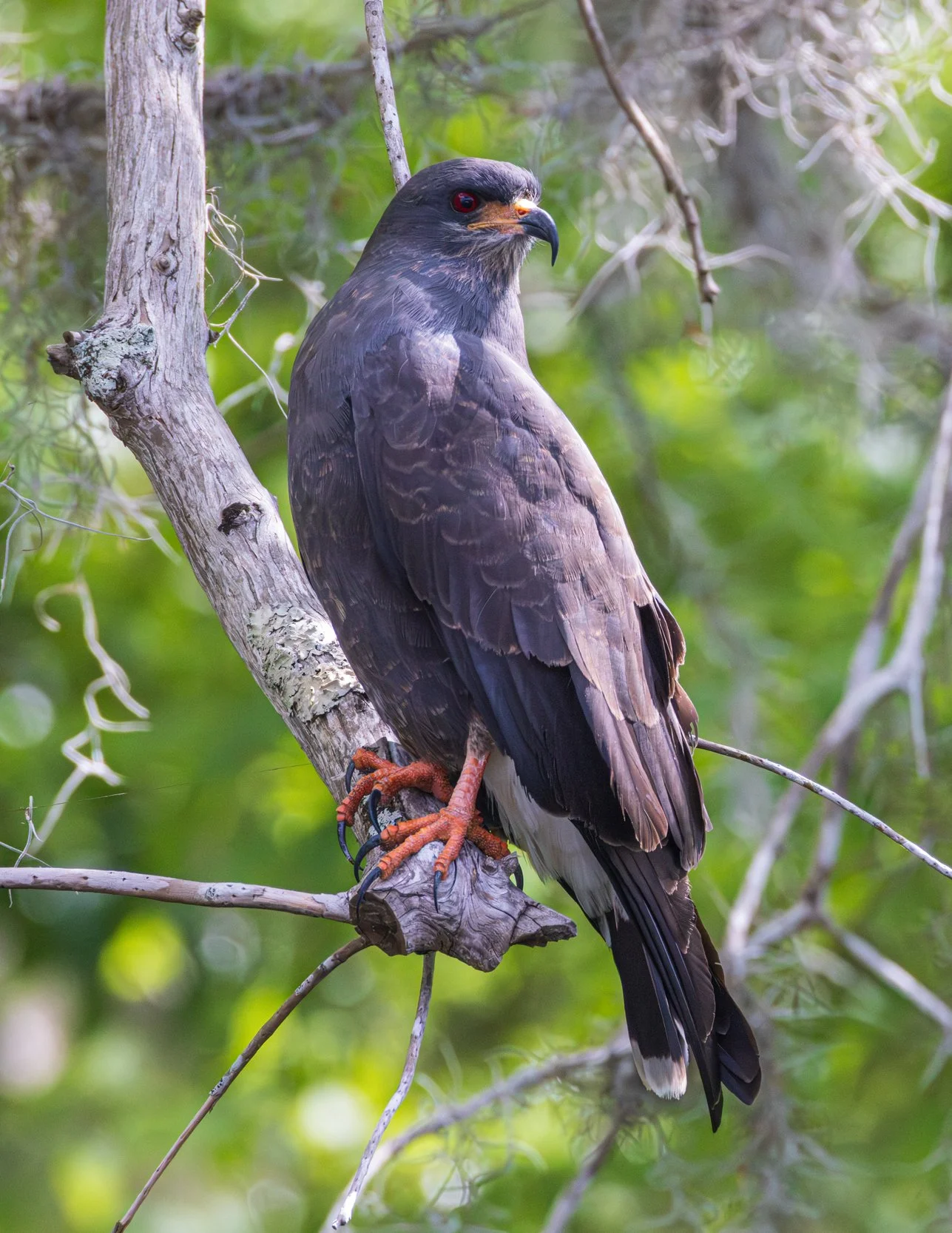 Snail Kite