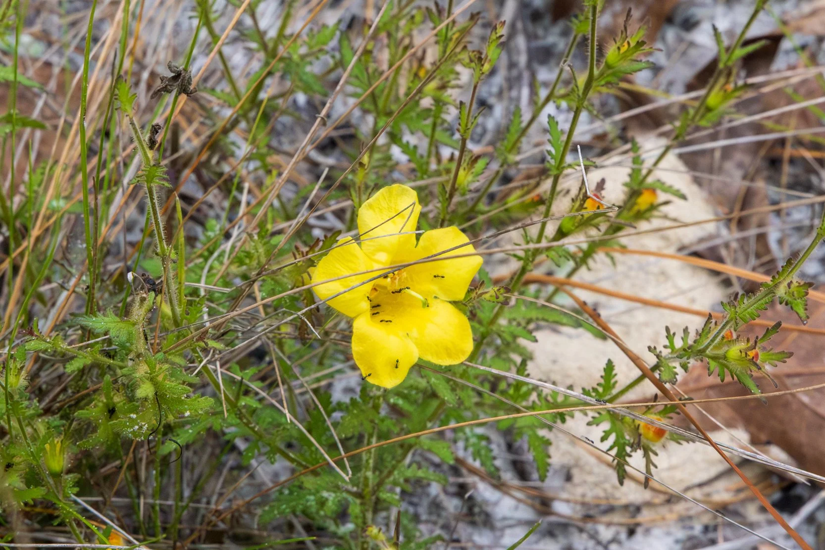 Fern-leaved False Foxglove (Aureolaria pedicularia)