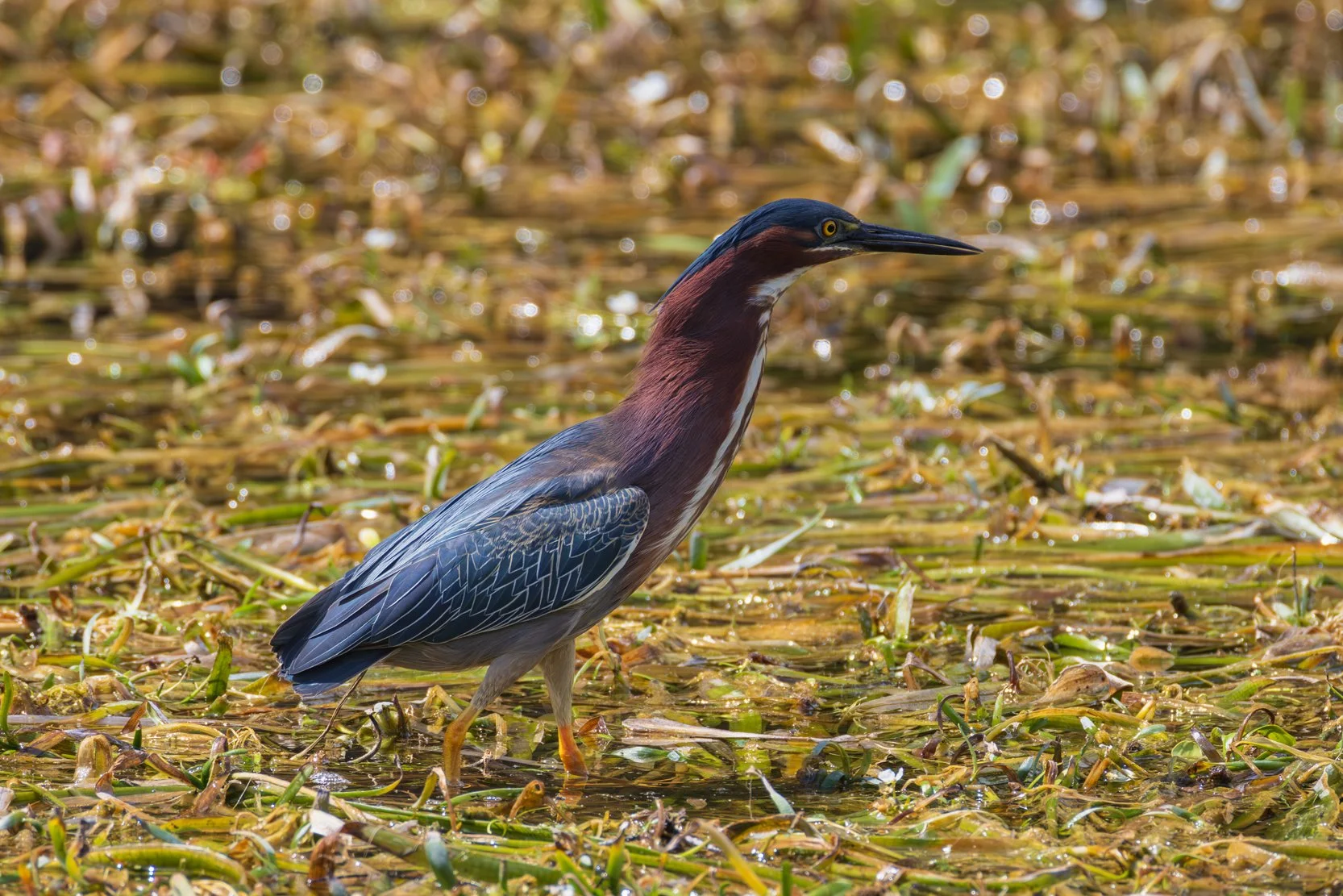 Green Heron