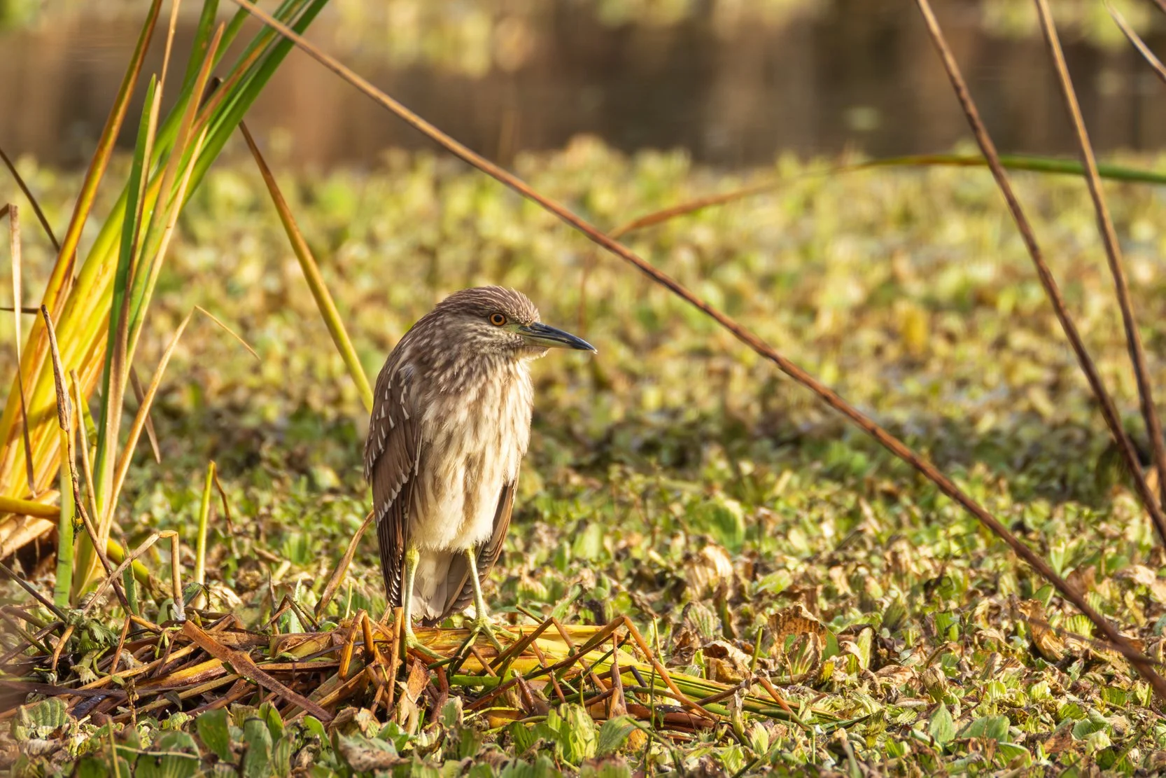 Juvenile Black-crowned Night Heron