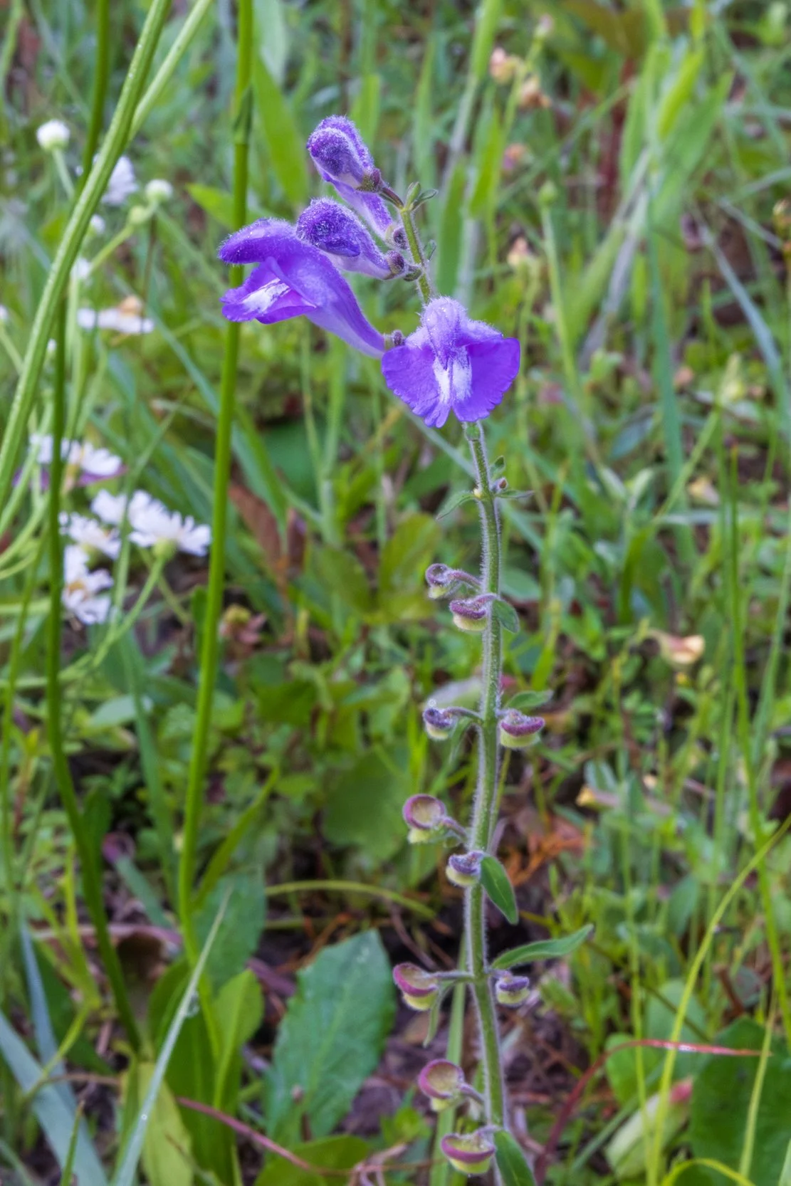 Helmet Skullcap (Scutellaria integrifolia)