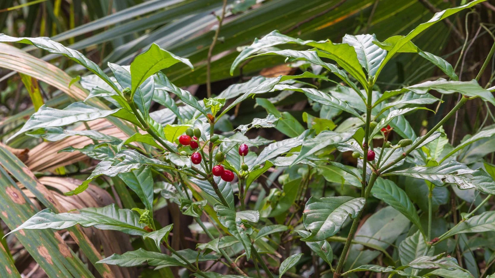 Wild coffee (Psychotria nervosa)