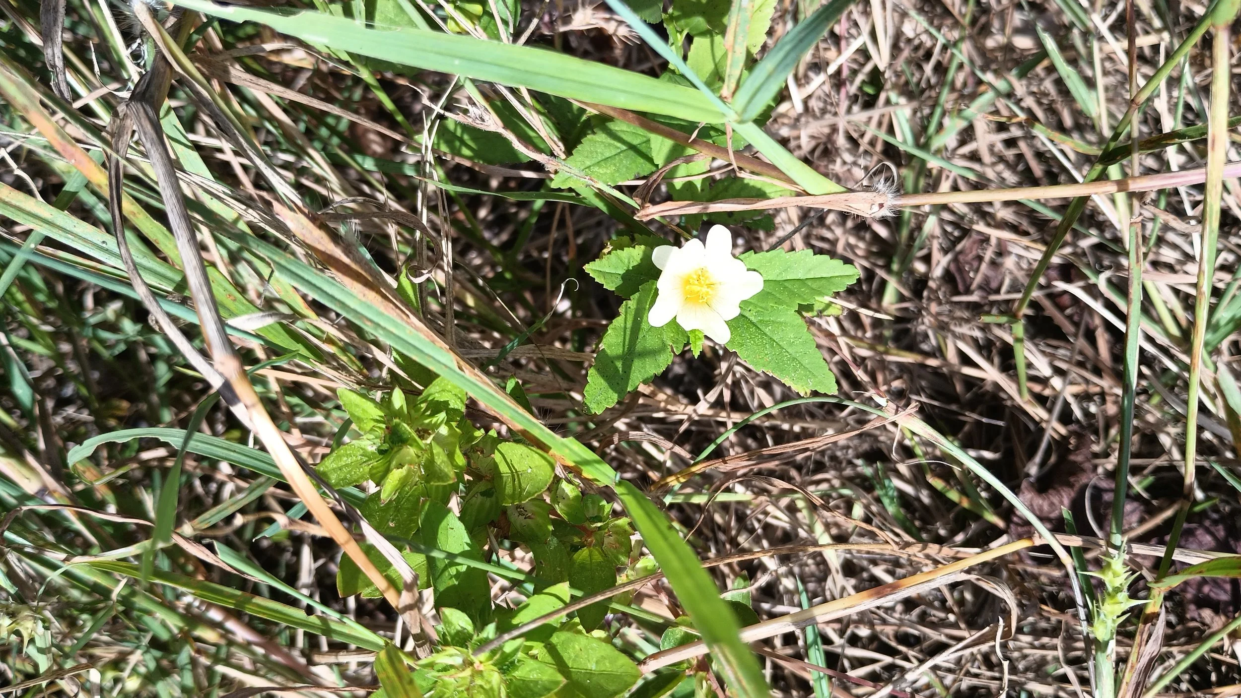 Common fan petals (Sida ulmifolia)