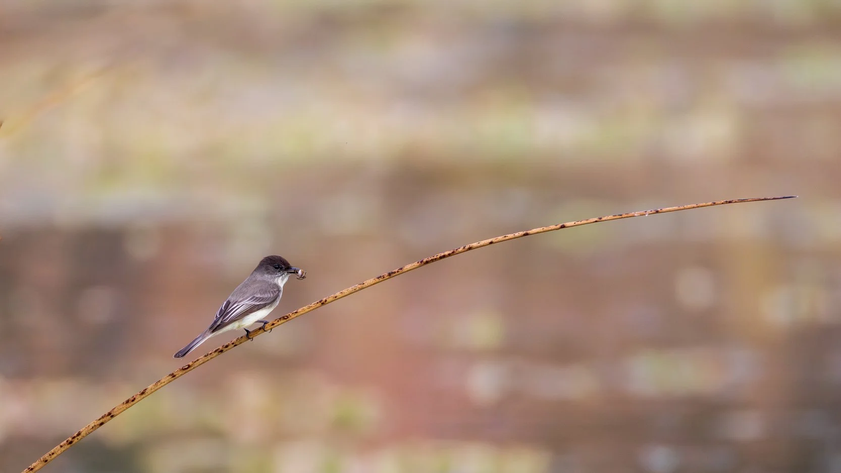 Eastern Phoebe