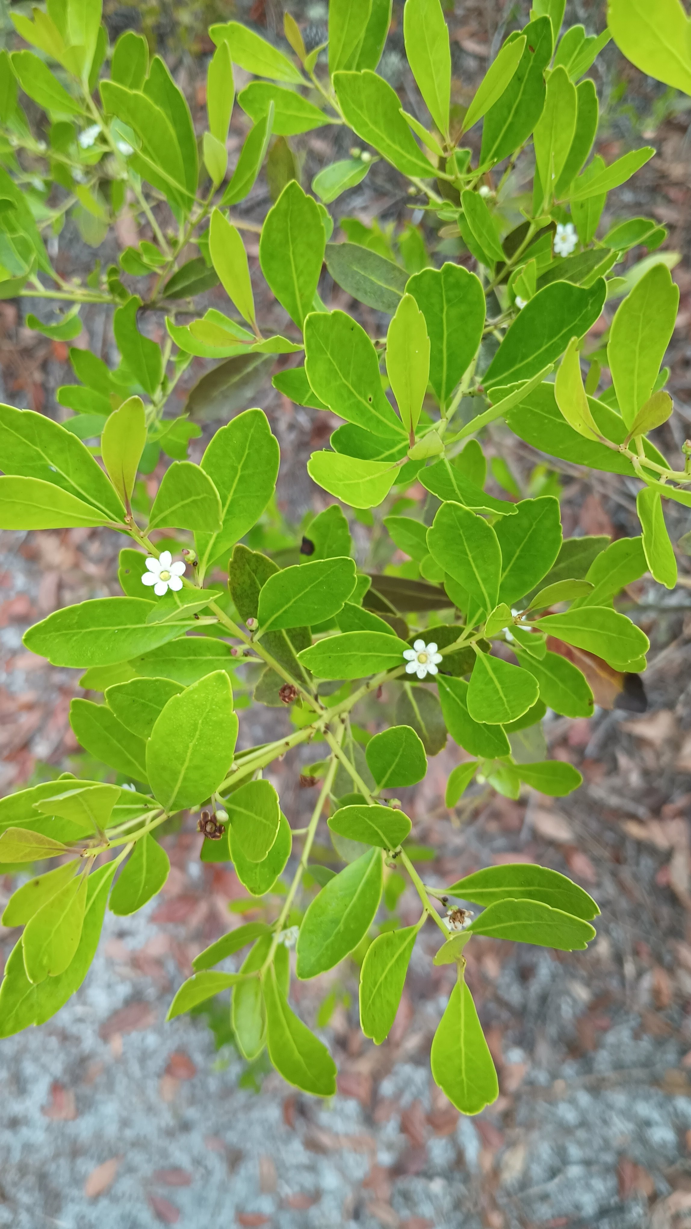 Gallberry (Ilex glabra)