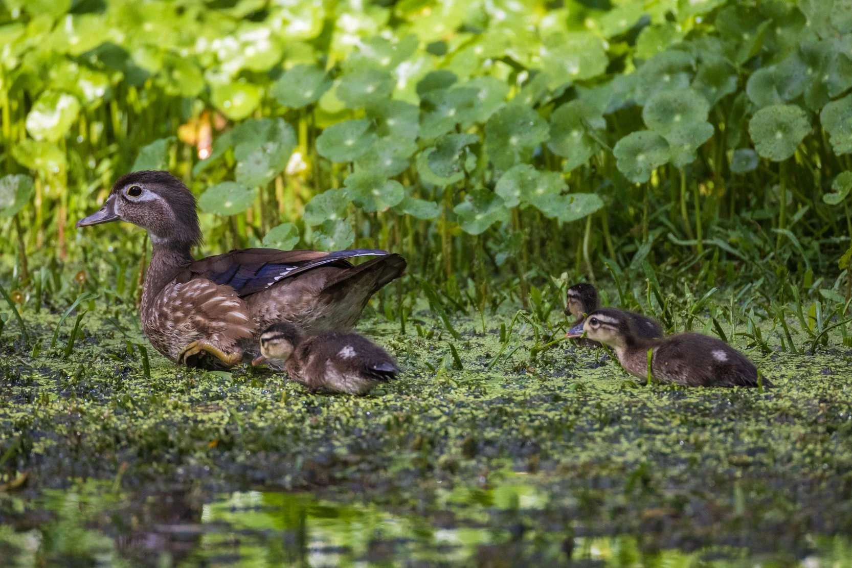 Wood Duck hen with chicks