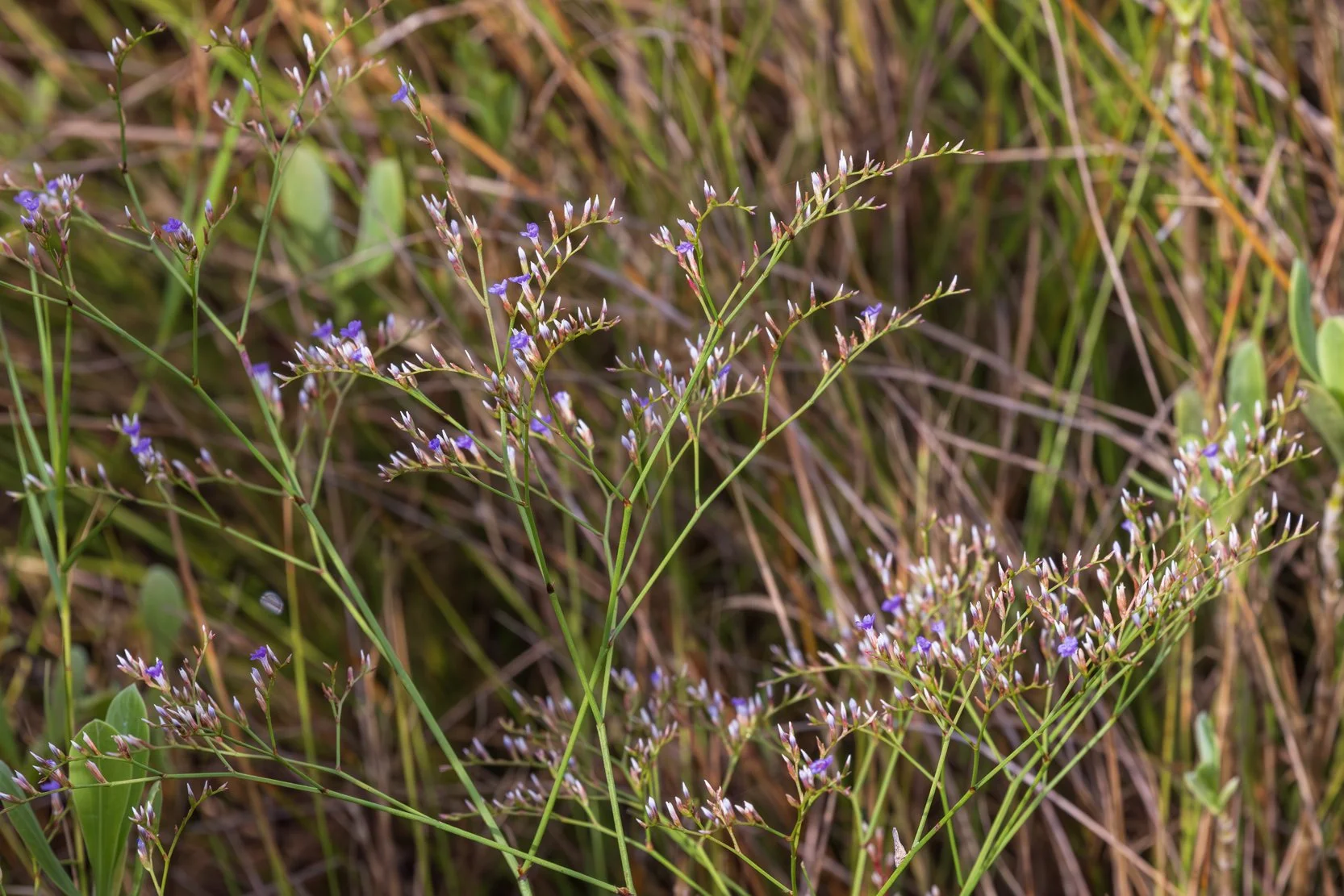 Sea lavender (Limonium carolinianum)