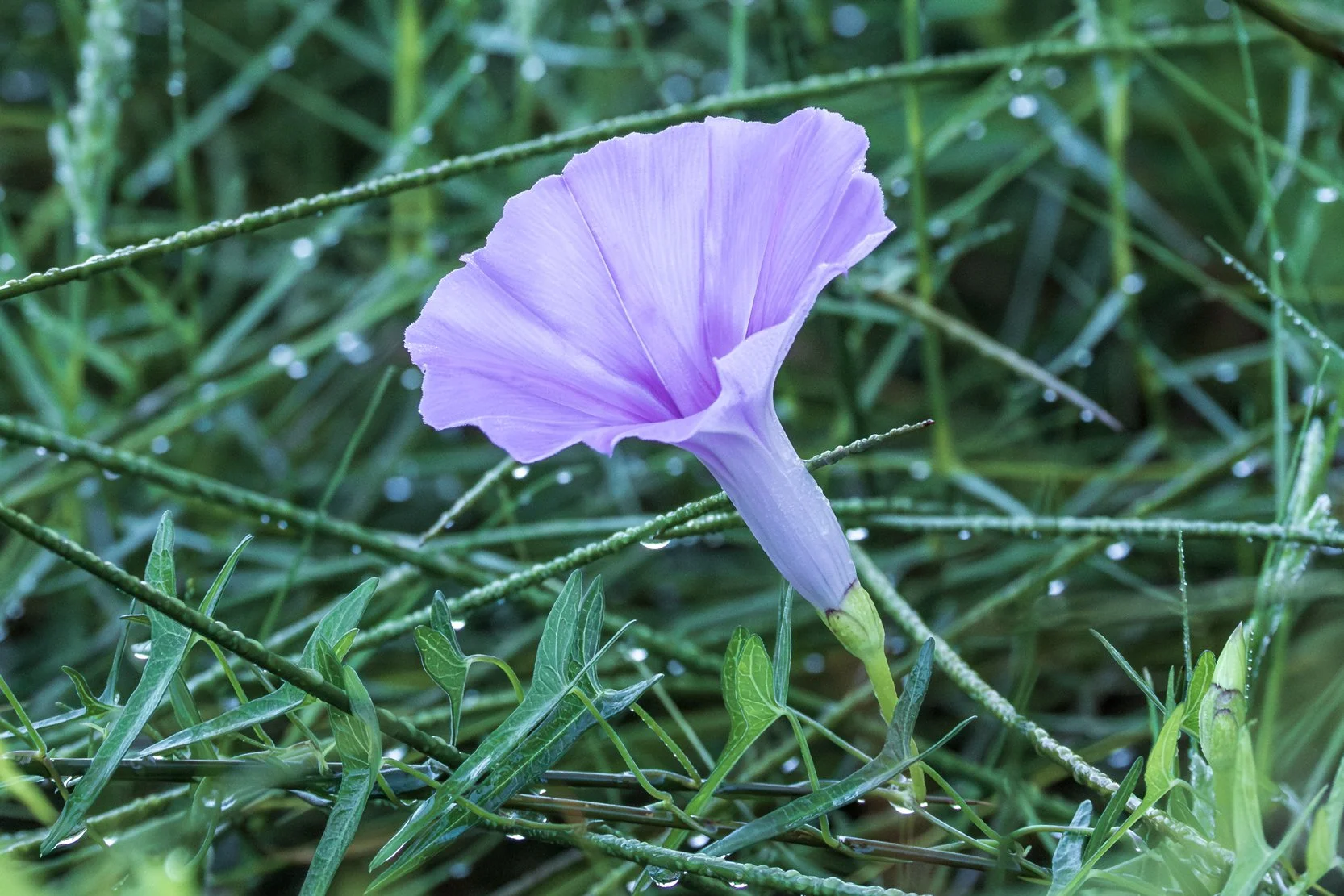 Saltmarsh morning glory (Ipomoea sagittata)
