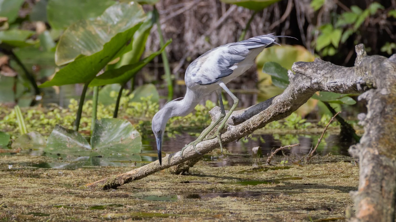 Juvenile Little Blue Heron