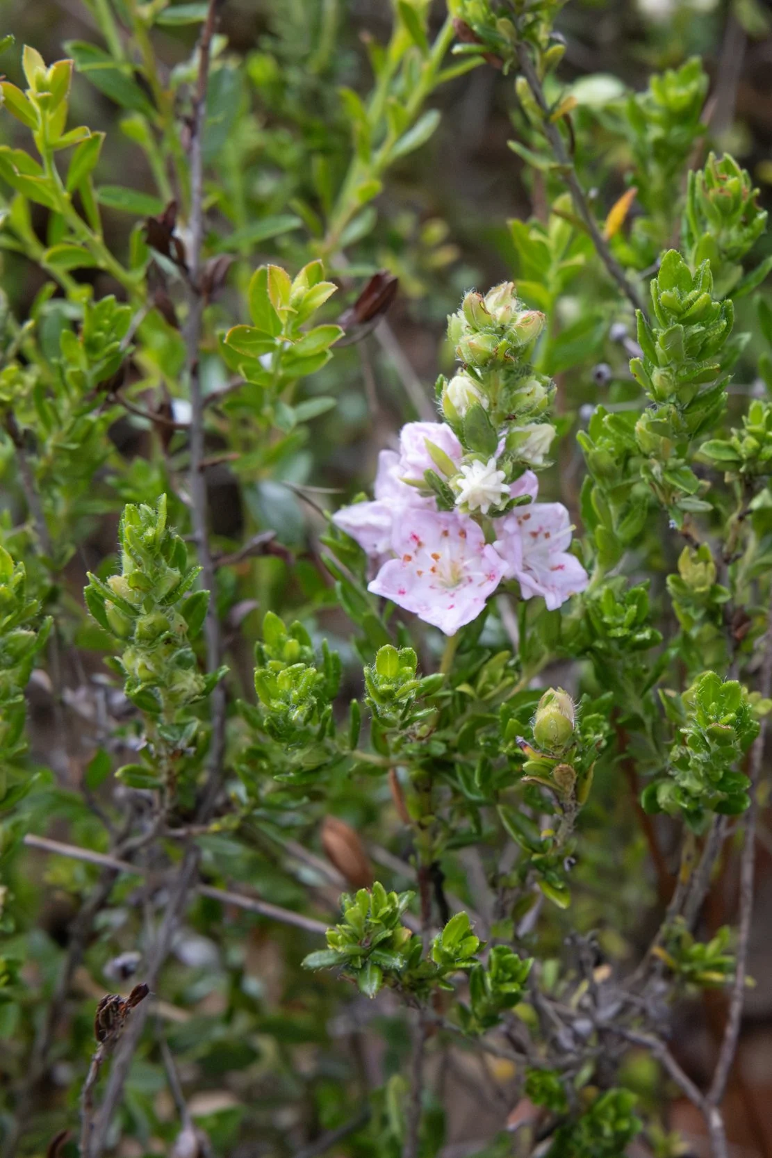 Sandhill Laurel (Kalmia hirsuta)