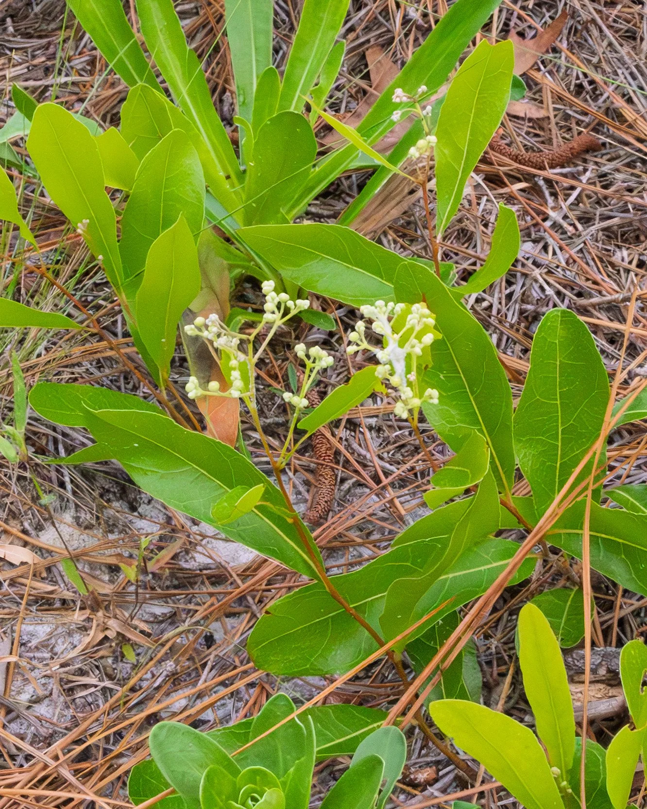 Gopher Apple (Geobalanus oblongifolius)