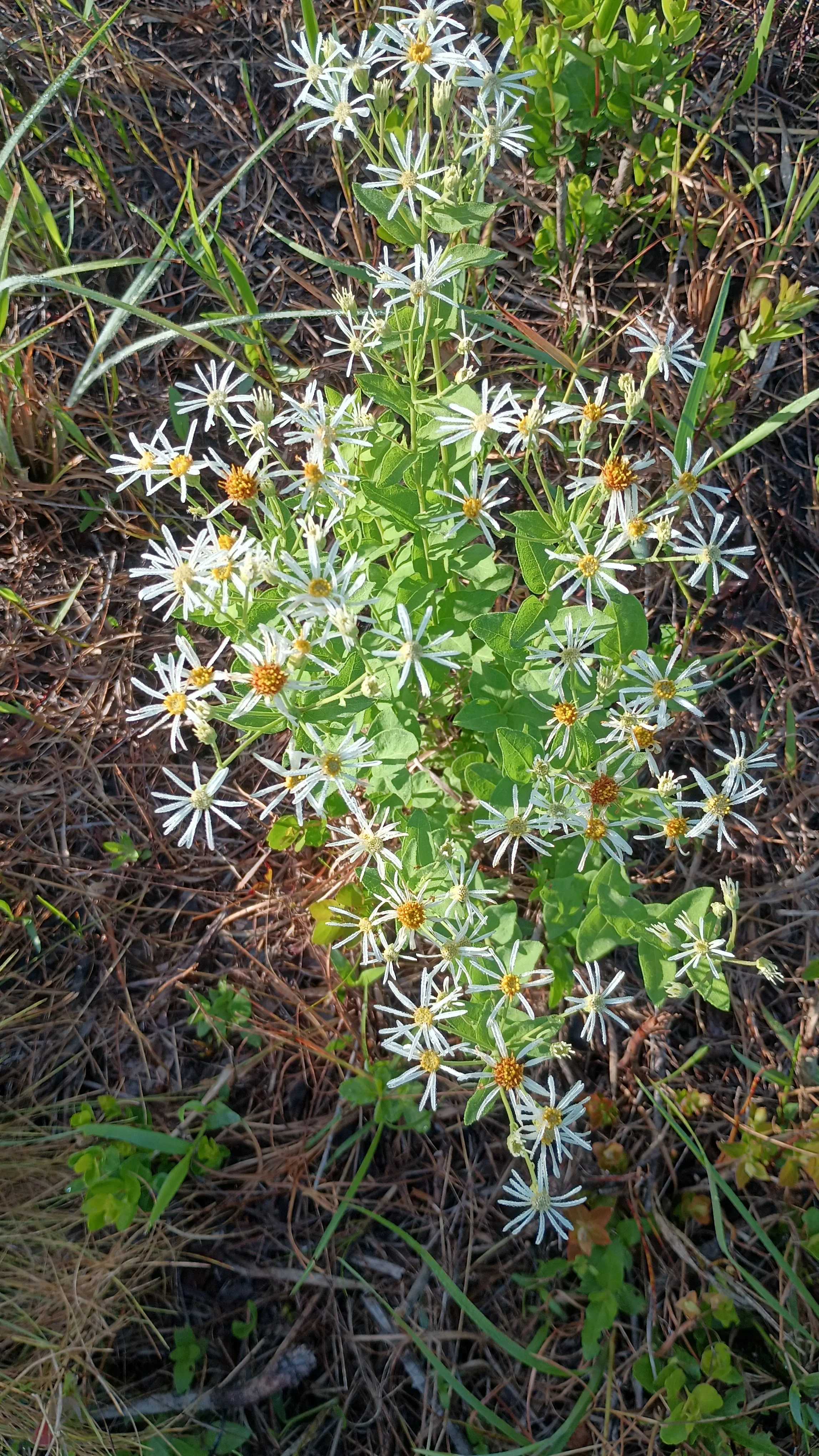 Pinebarren aster (Oculema reticulata)