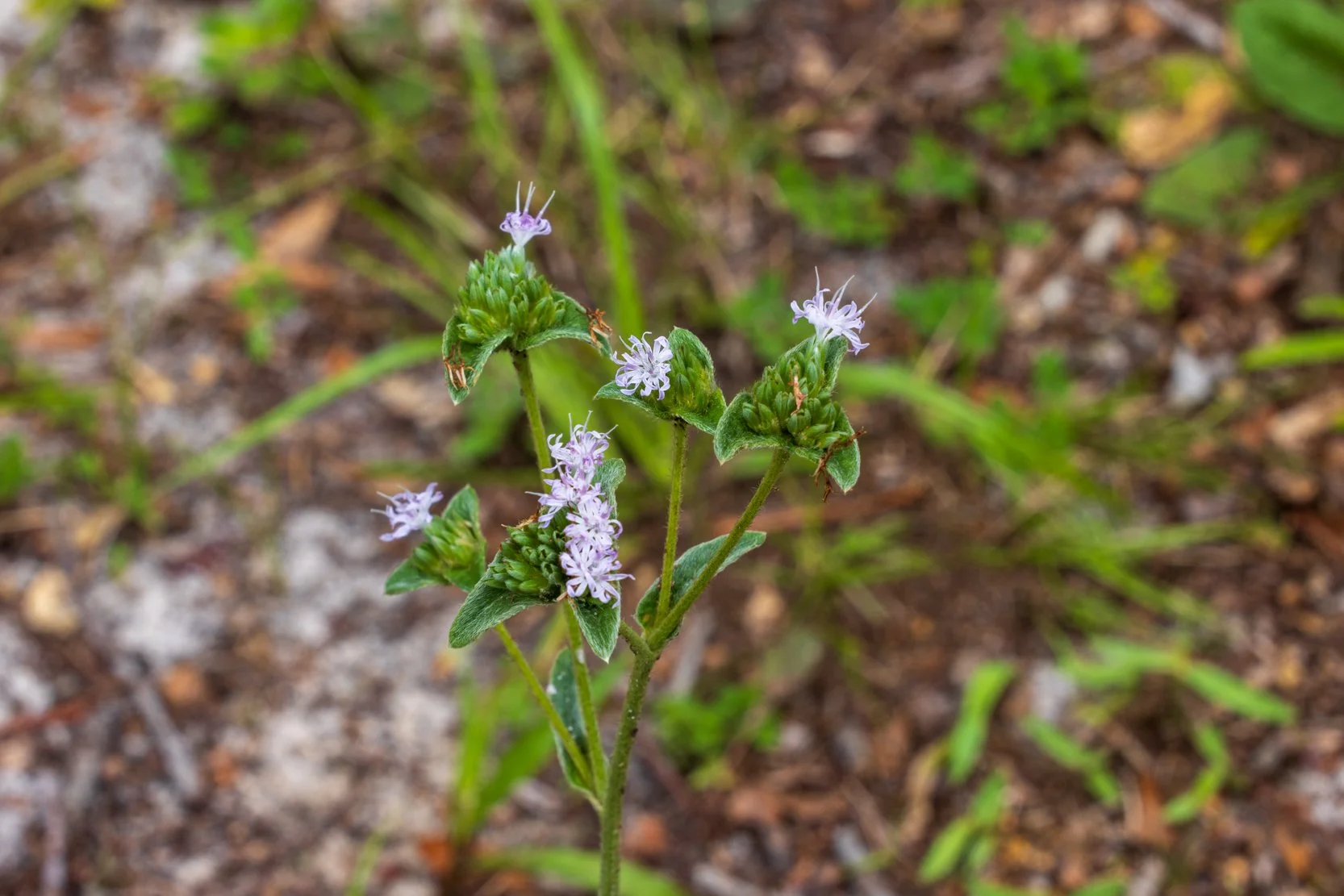 Florida Elephant's-foot (Elaphantosus elatus) 