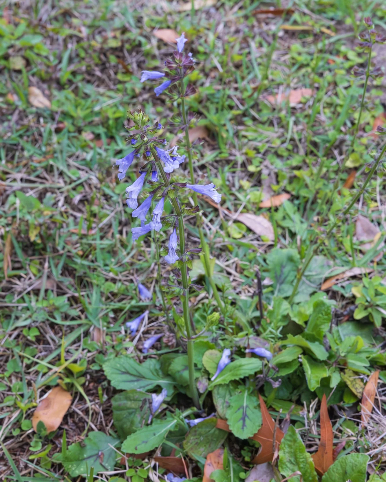 Lyreleaf sage (Salvia lyrata)