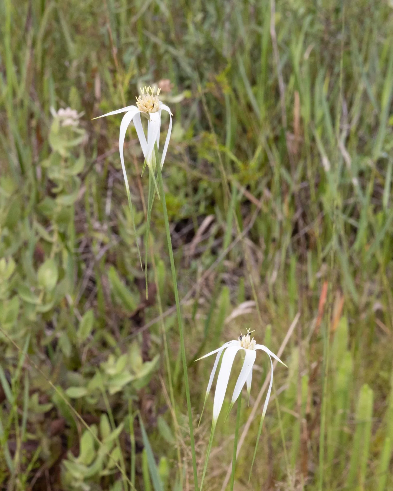 White Brackted Sedge (Dichromena latifolia)