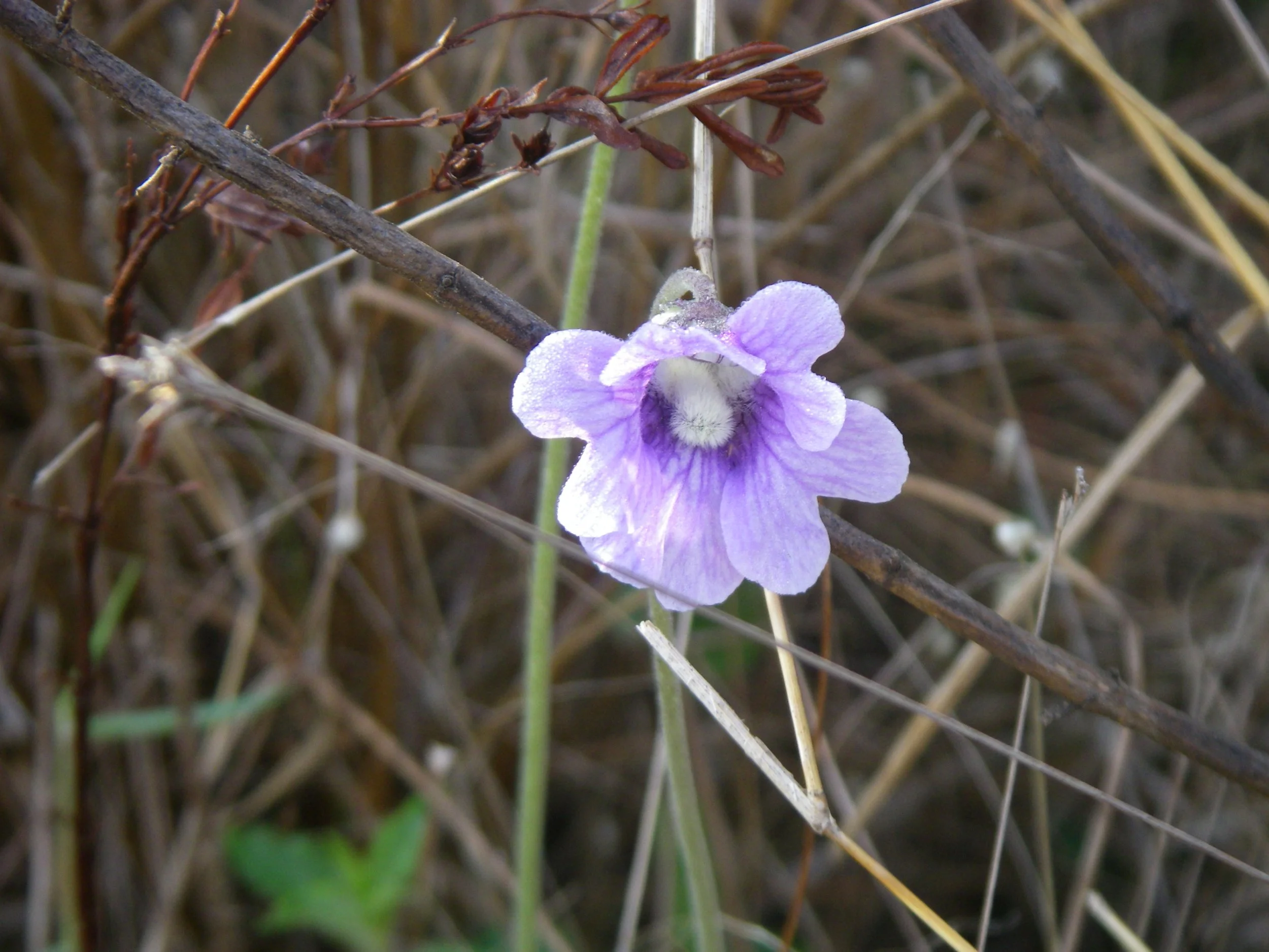 Blue butterwort (Pinguicula caerulea)